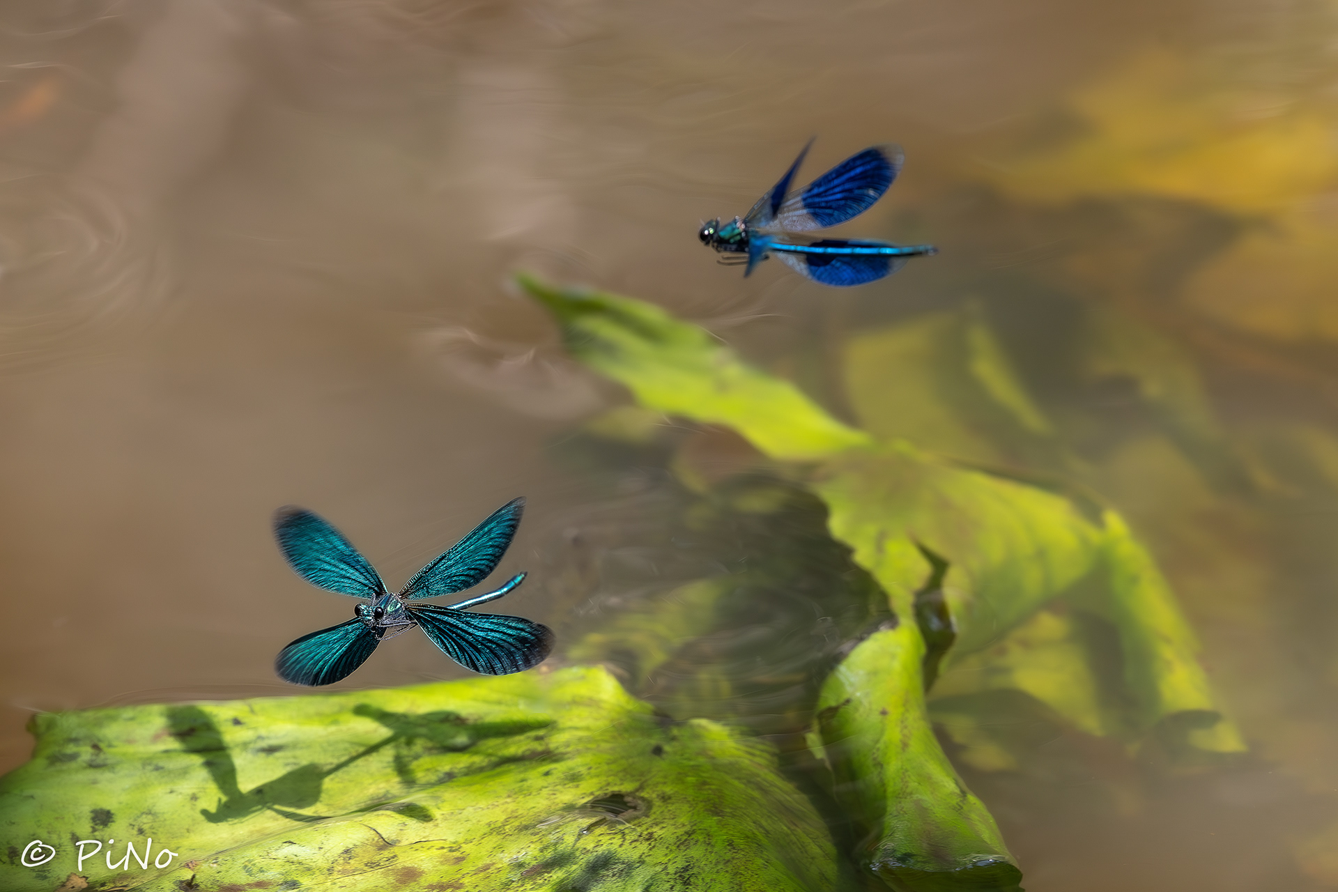 weidebeekjuffer (Calopteryx splendens)