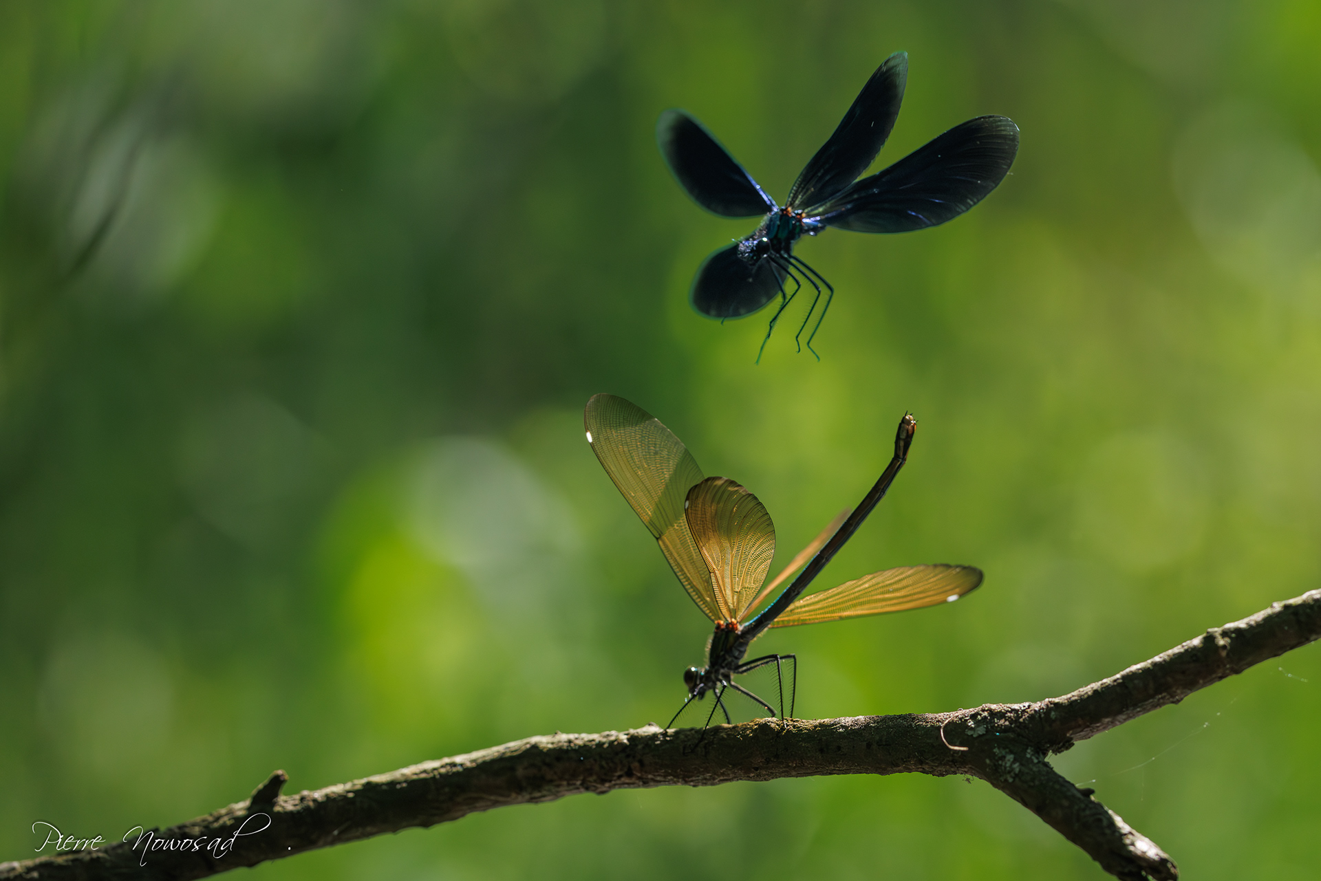 bosbeekjuffer (Calopteryx virgo)