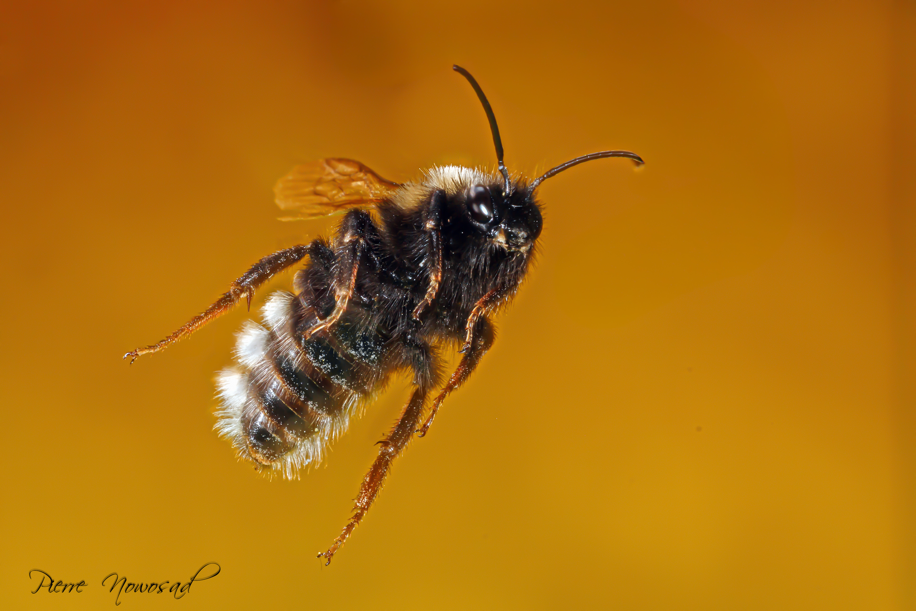 aardhommel