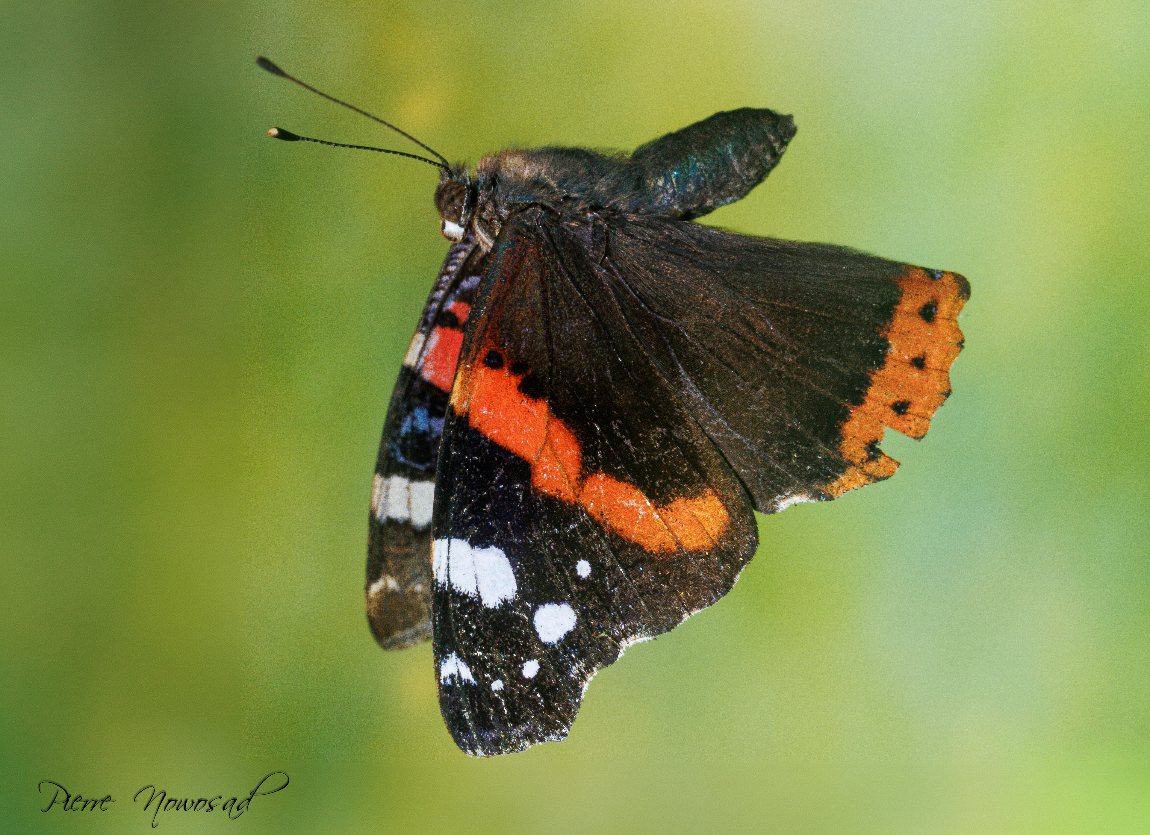 Vanessa Atalanta