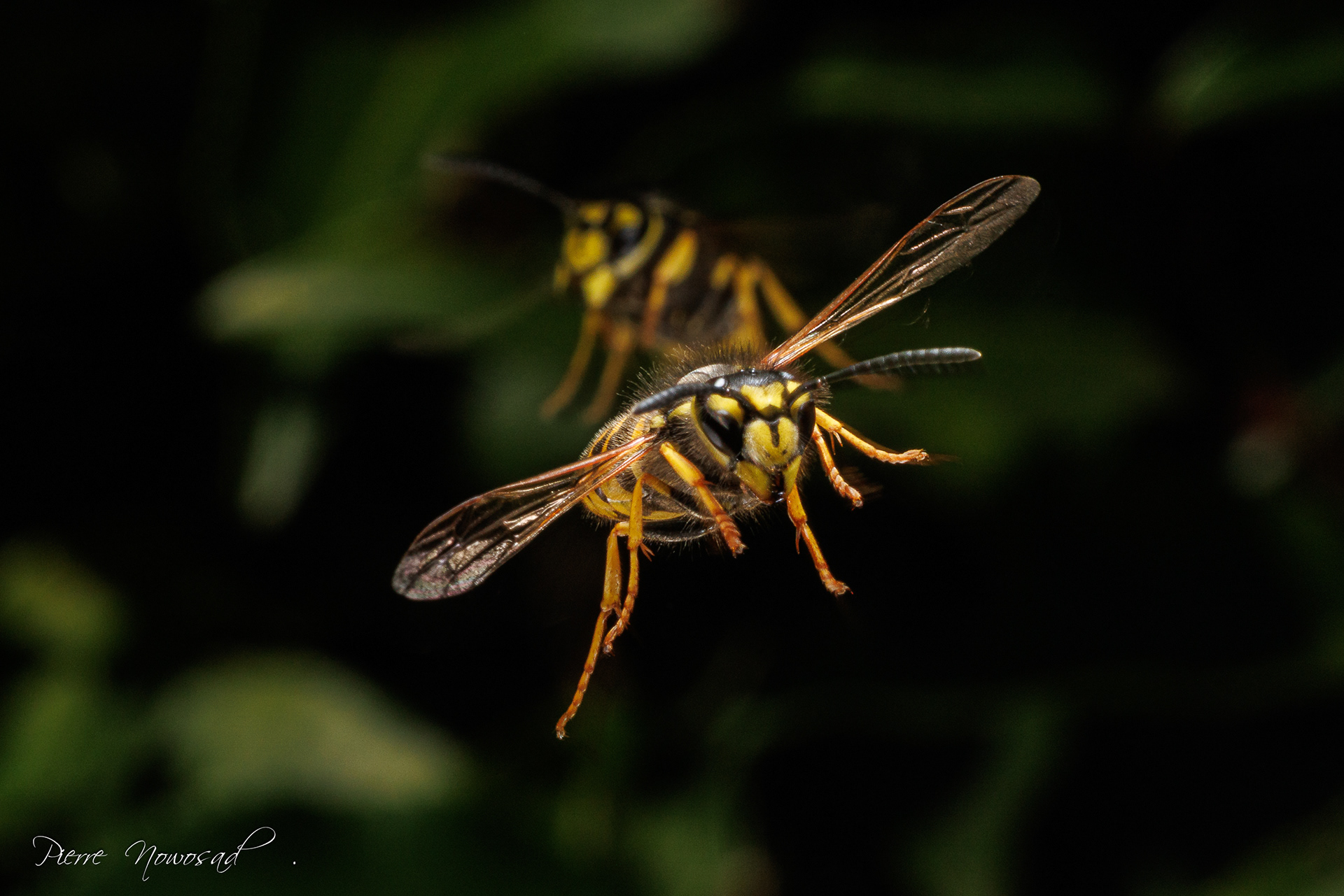 Duitse Wesp  (Vespula germanica)