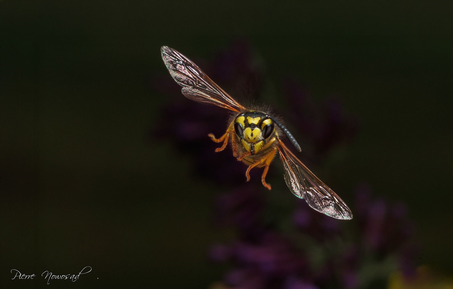 Duitse Wesp  (Vespula germanica)