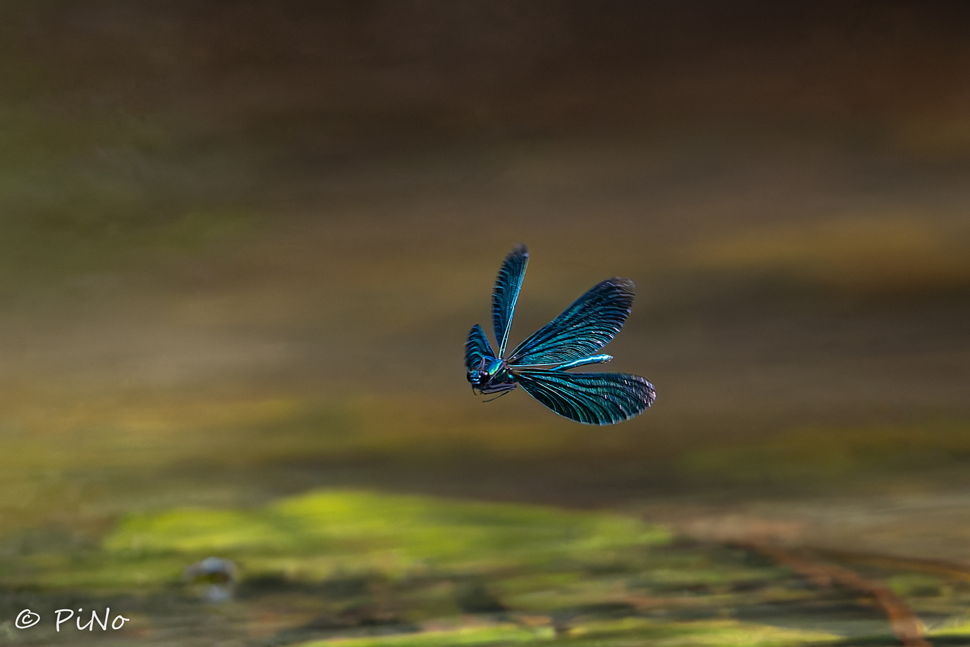 bosbeekjuffer (Calopteryx virgo)