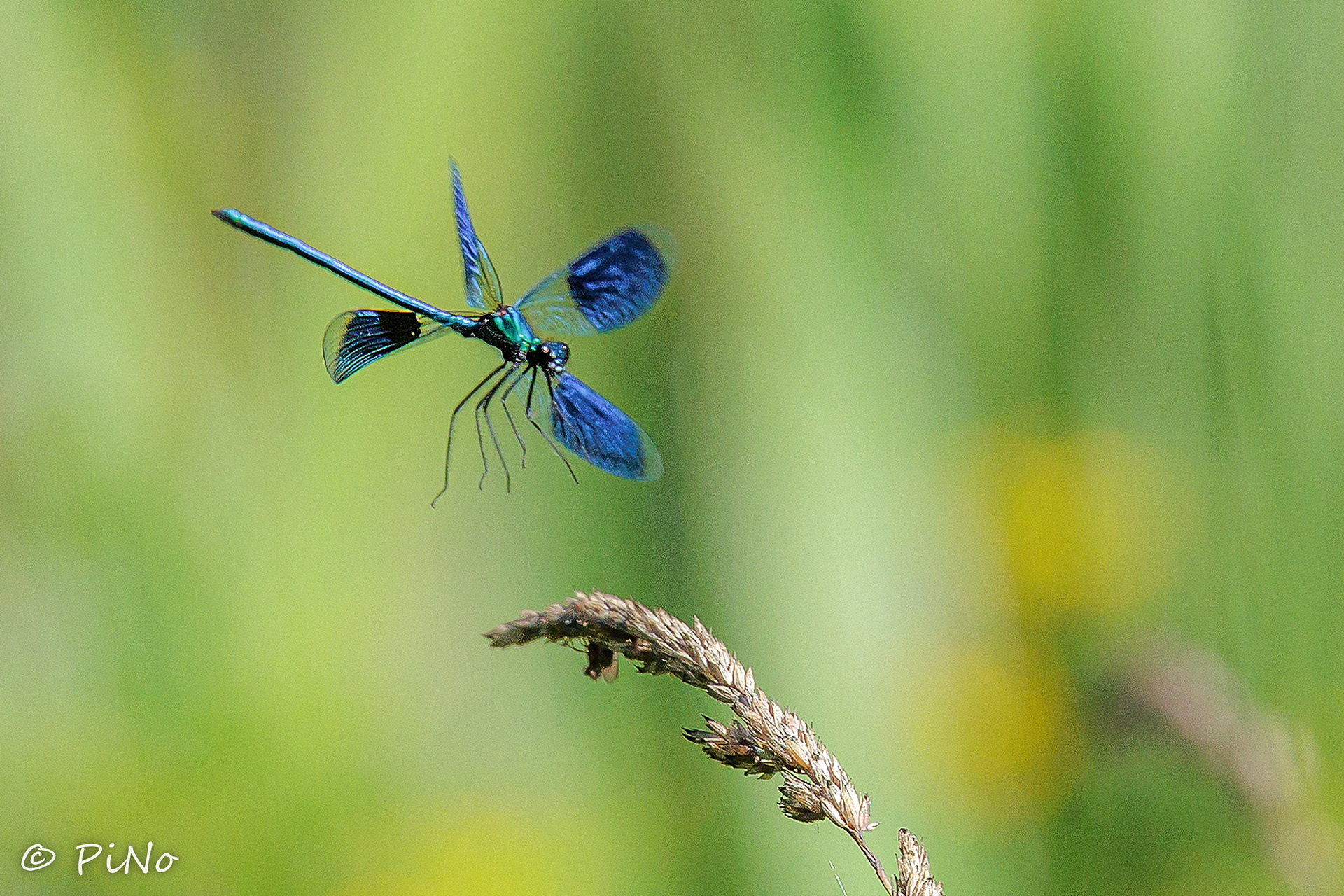 weidebeekjuffer (Calopteryx splendens)
