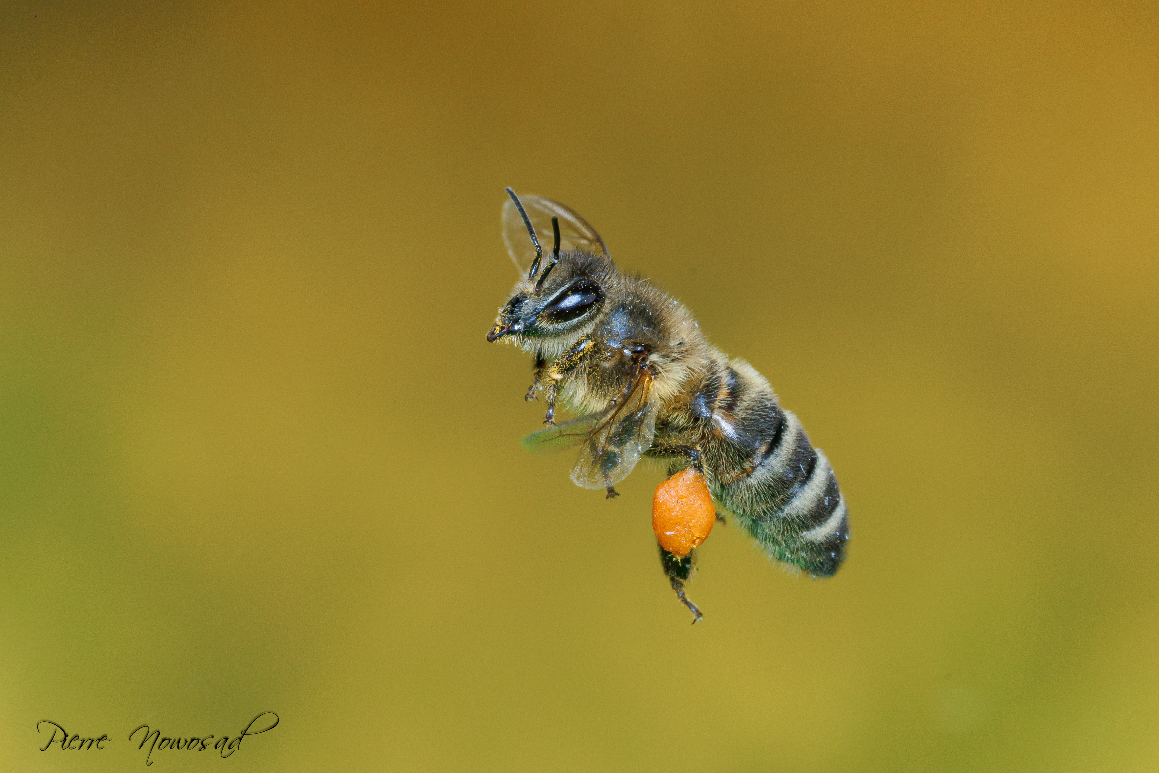Honingbij(Apis mellifera)