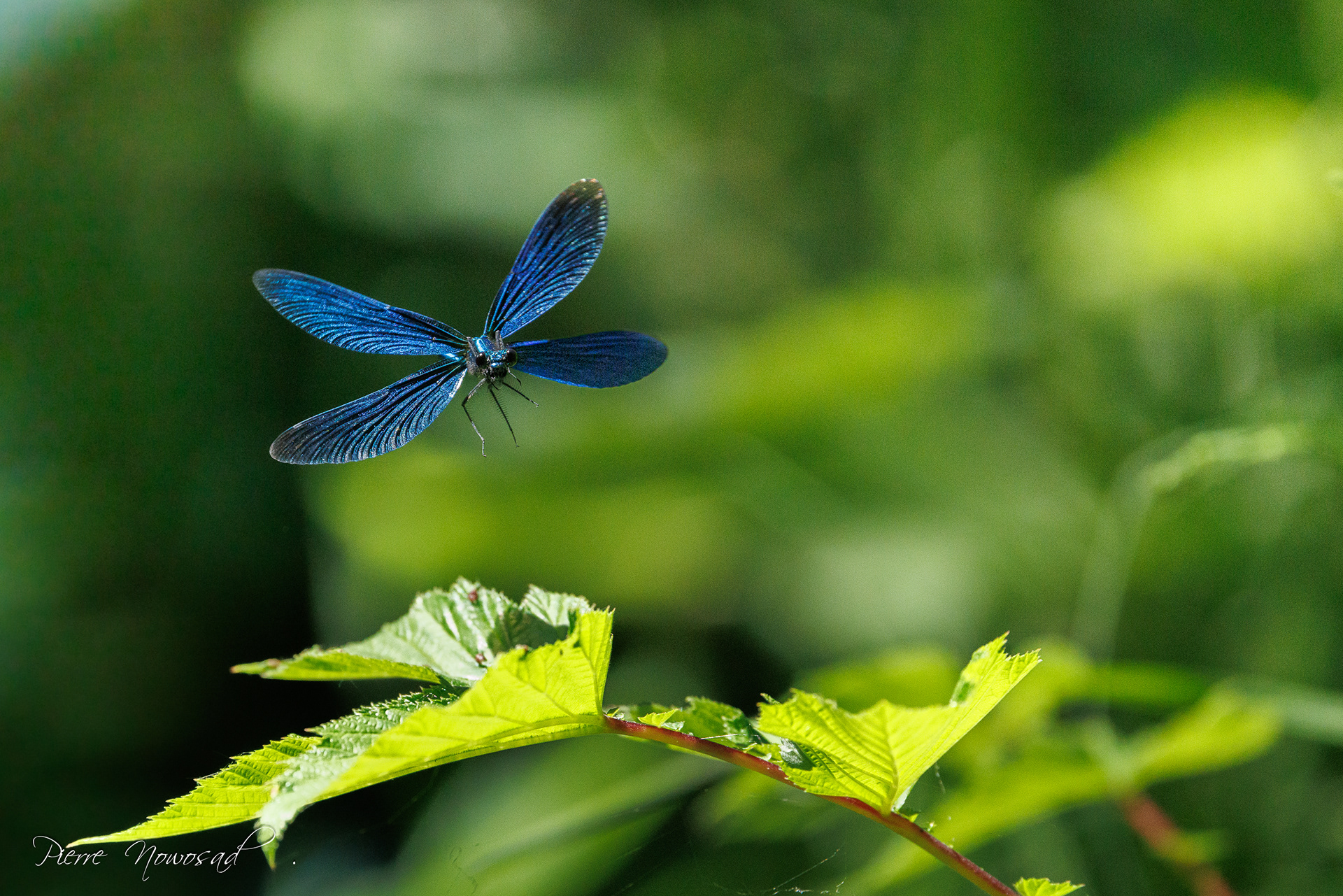 bosbeekjuffer (Calopteryx virgo)