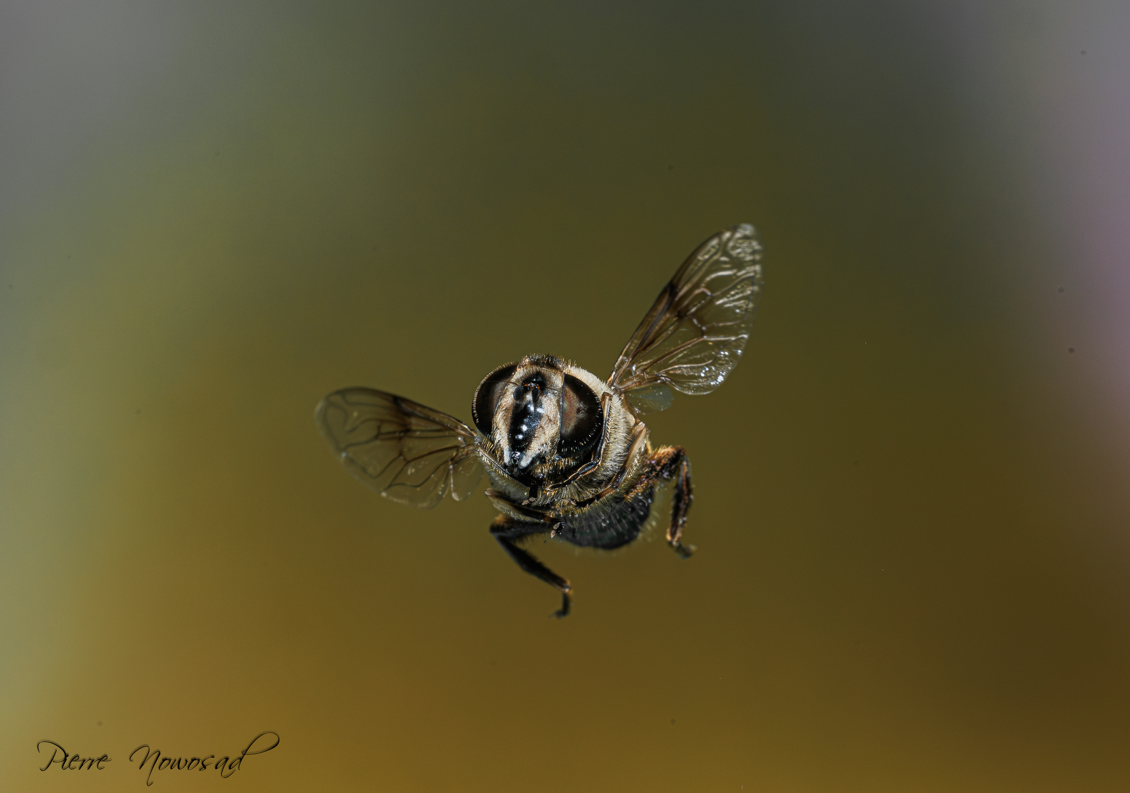 Blinde Bij (Eristalis tenax)