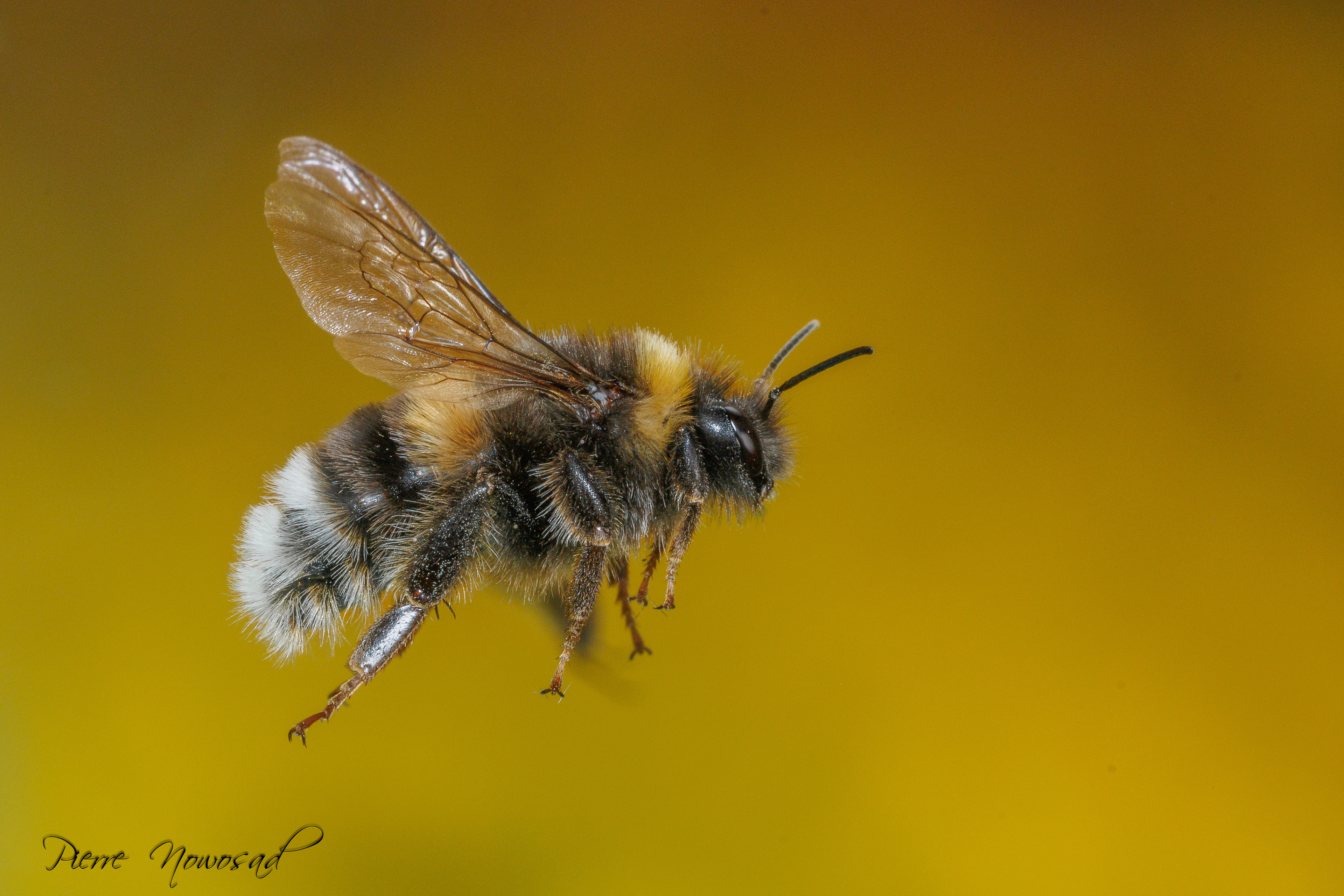 aardhommel