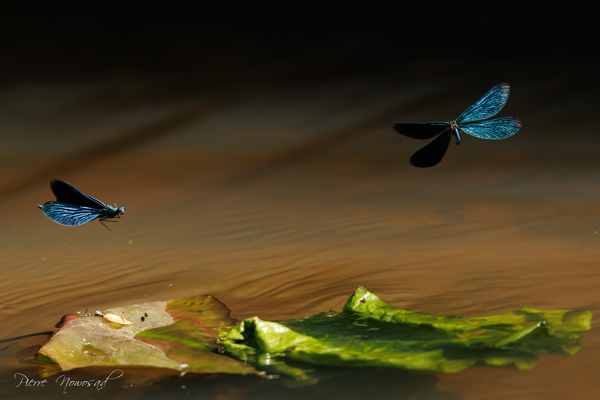bosbeekjuffer (Calopteryx virgo)