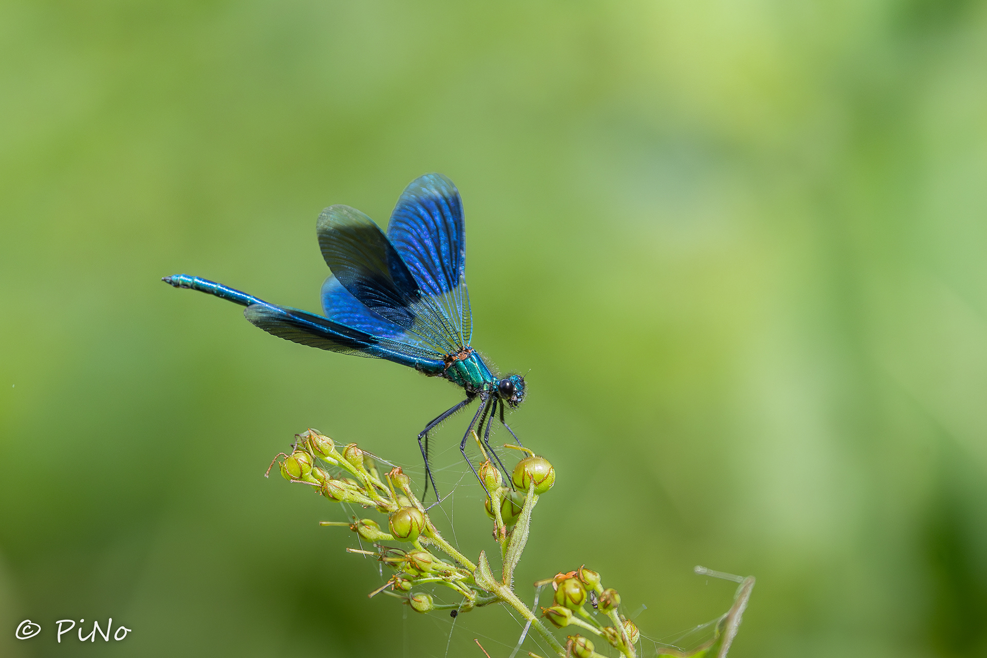 weidebeekjuffer (Calopteryx splendens)
