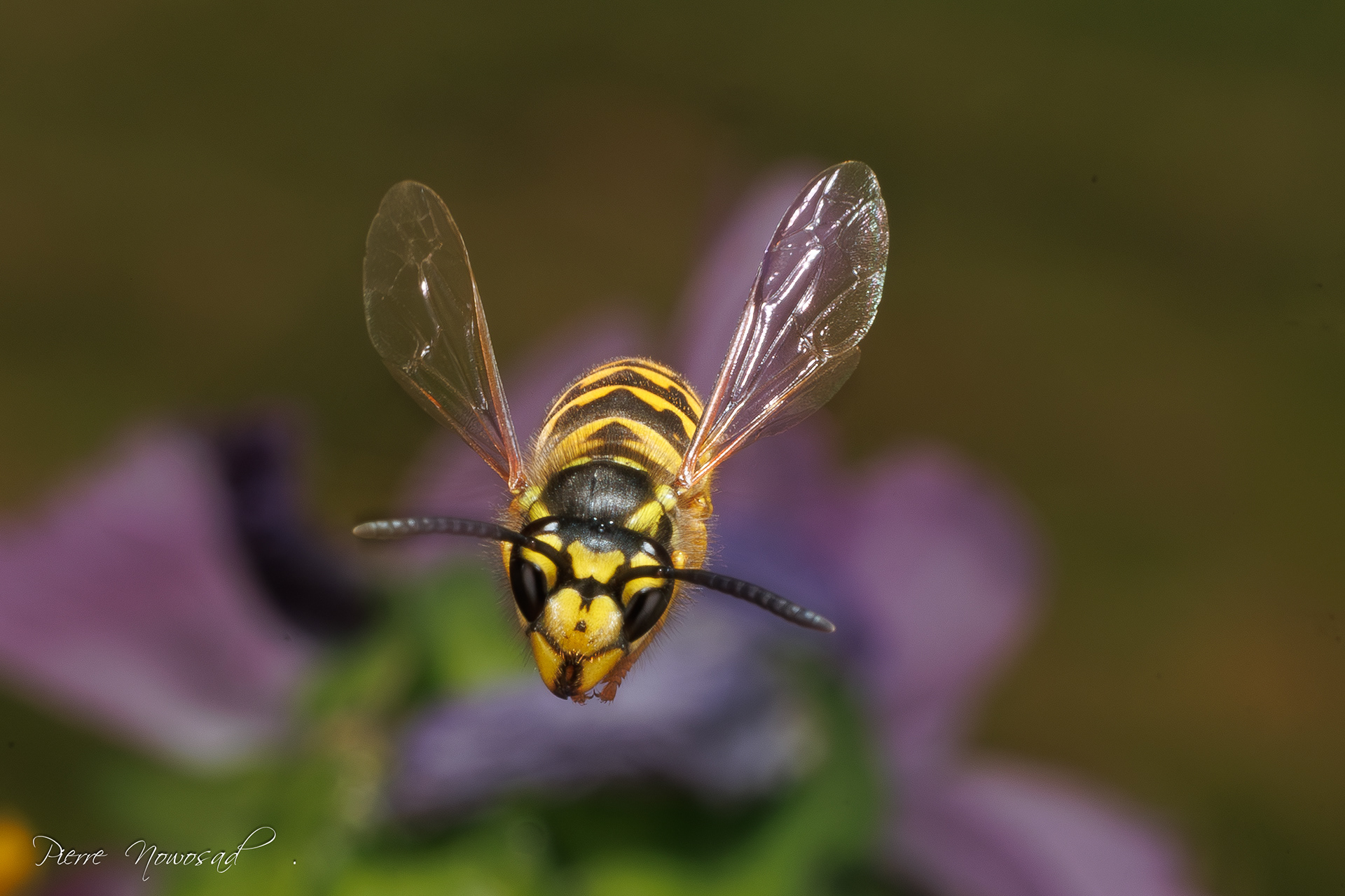 Duitse Wesp  (Vespula germanica)
