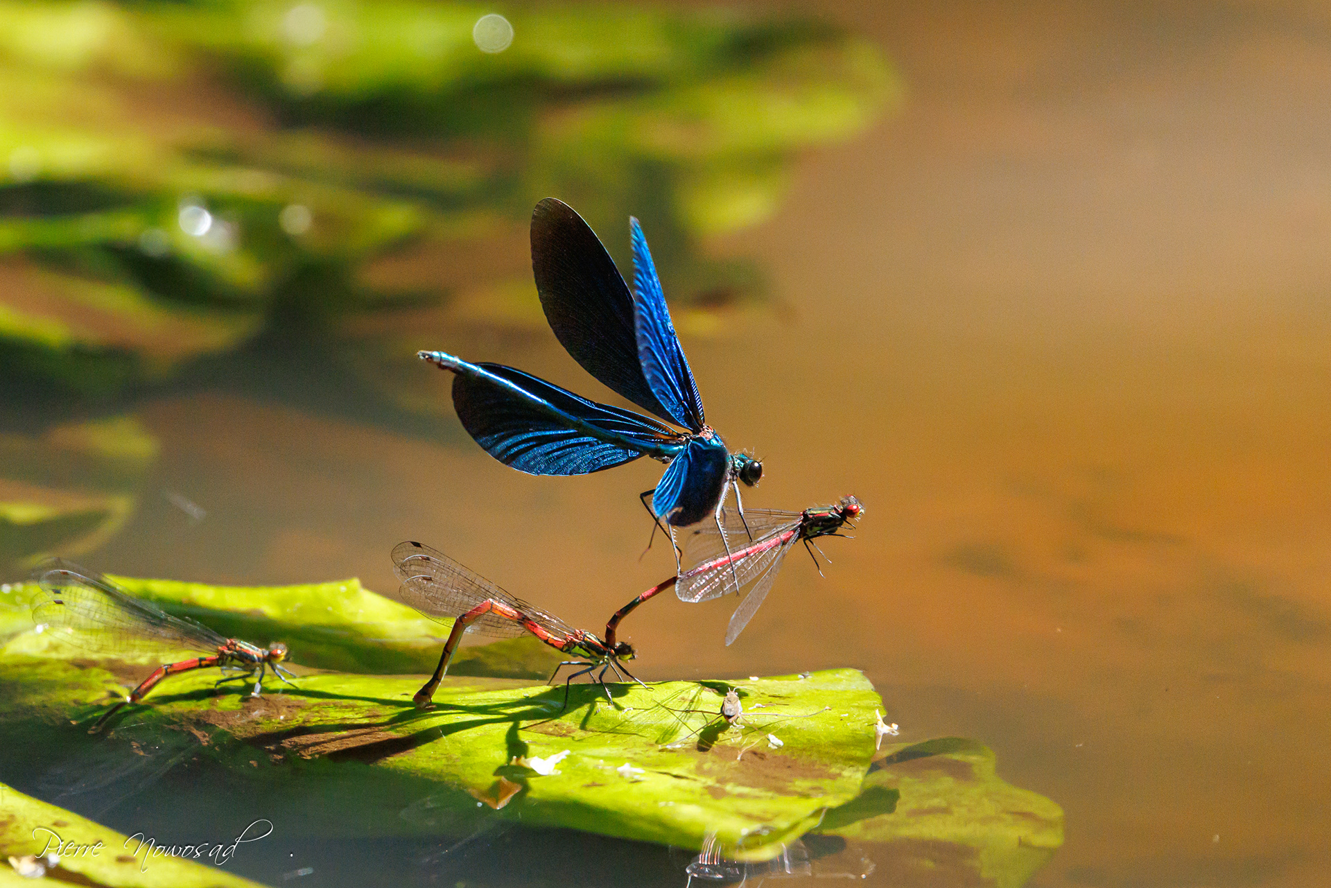 bosbeekjuffer (Calopteryx virgo)