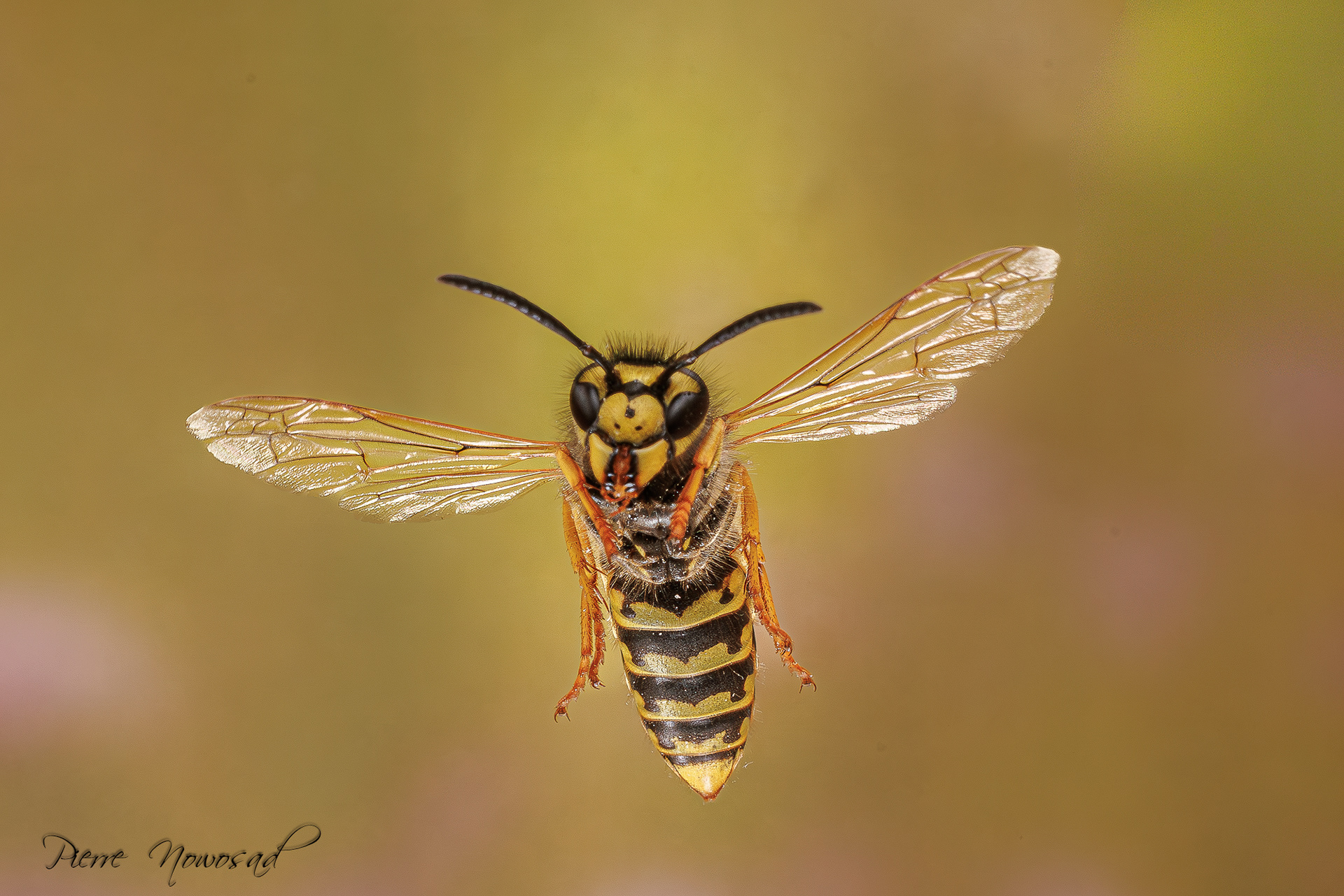 Duitse Wesp  (Vespula germanica)