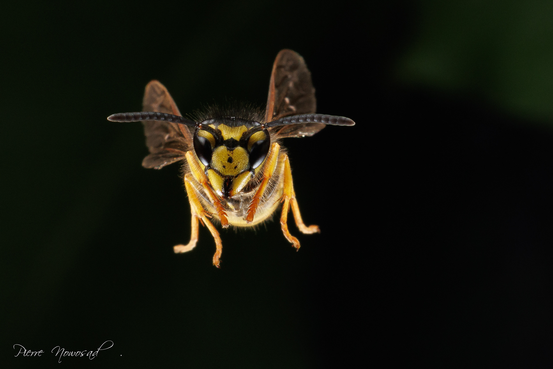 Duitse Wesp  (Vespula germanica)