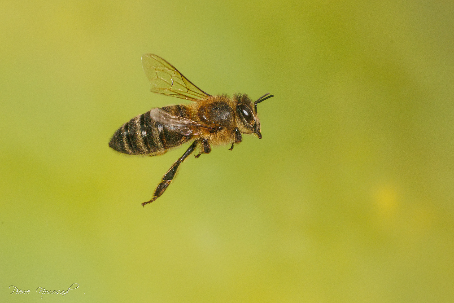 Honingbij(Apis mellifera)