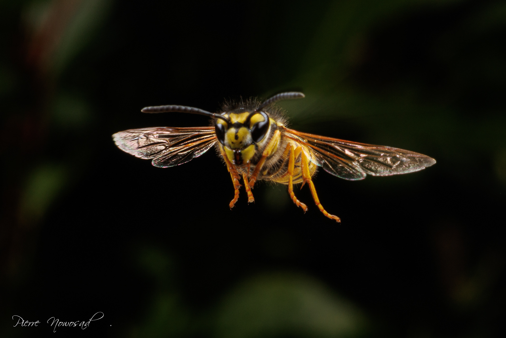Duitse Wesp  (Vespula germanica)