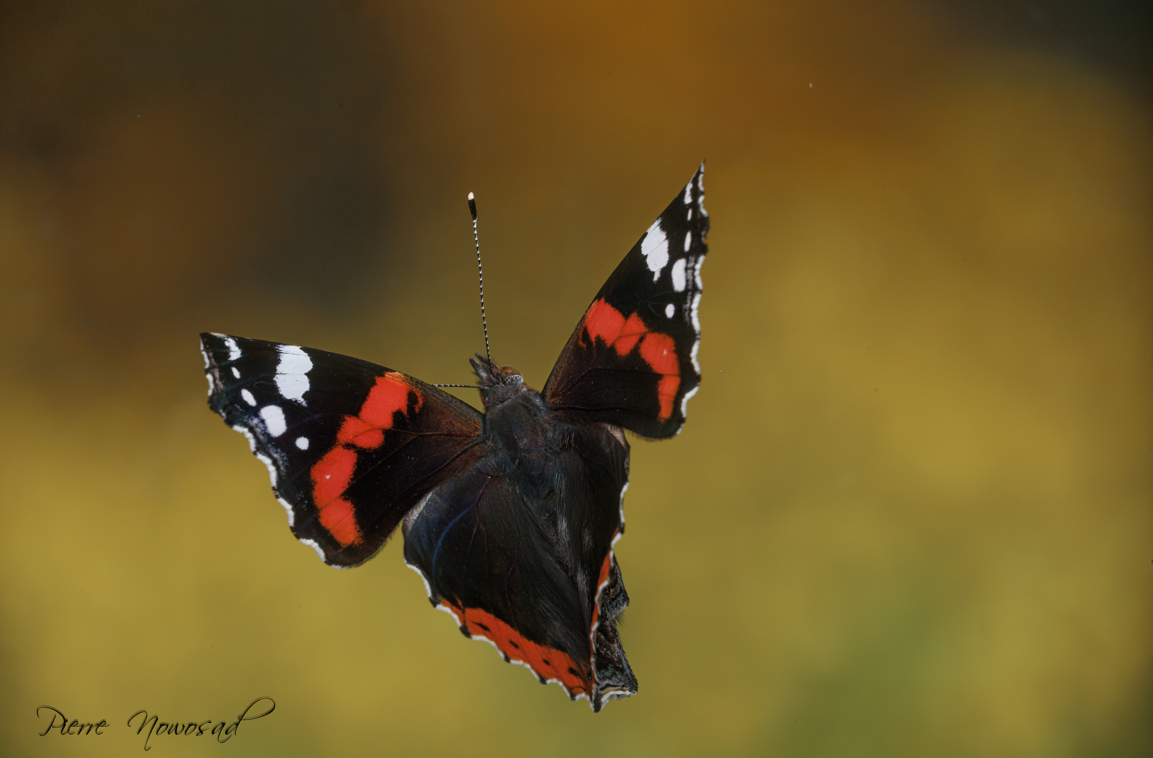 Vanessa Atalanta