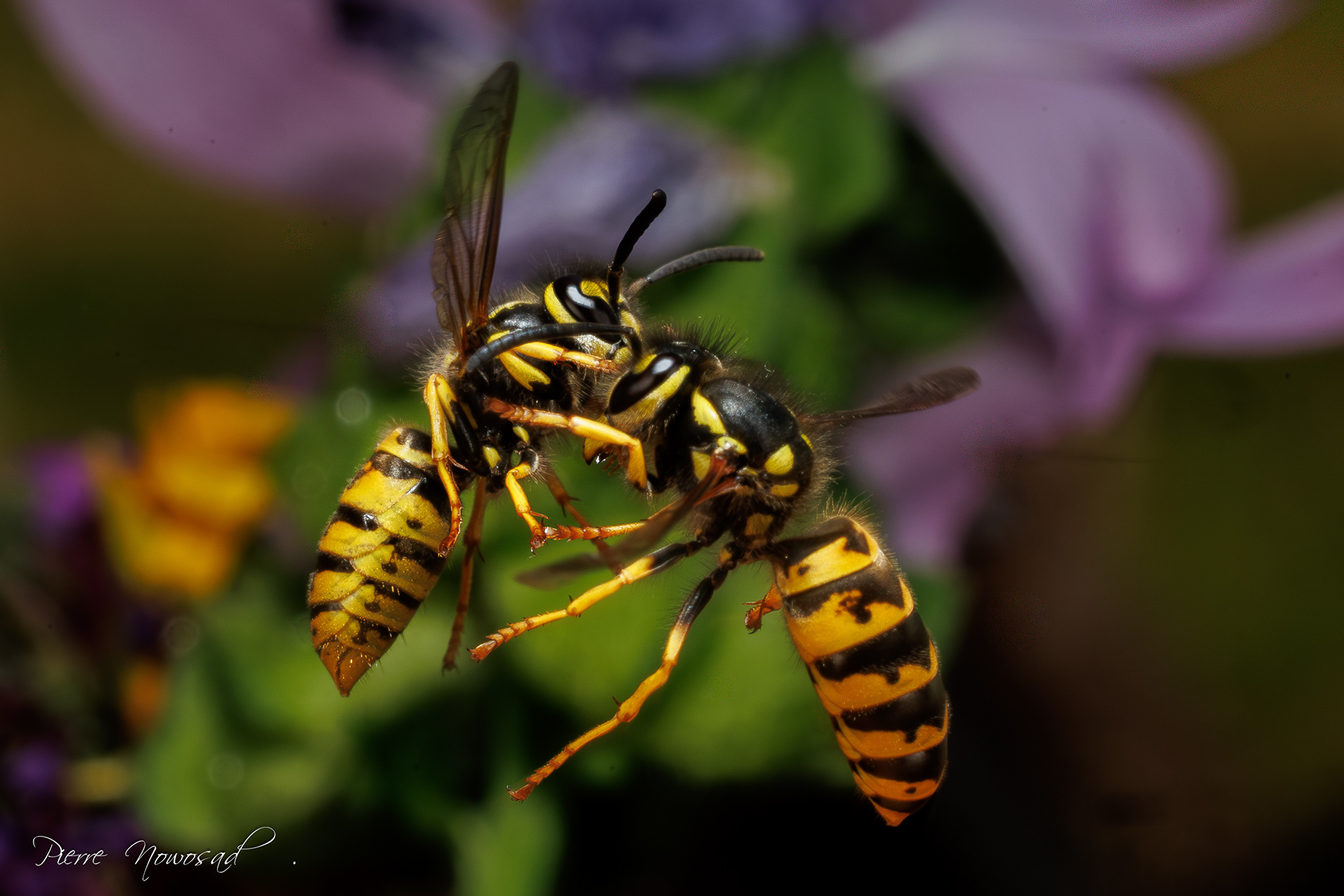 Duitse Wesp  (Vespula germanica)