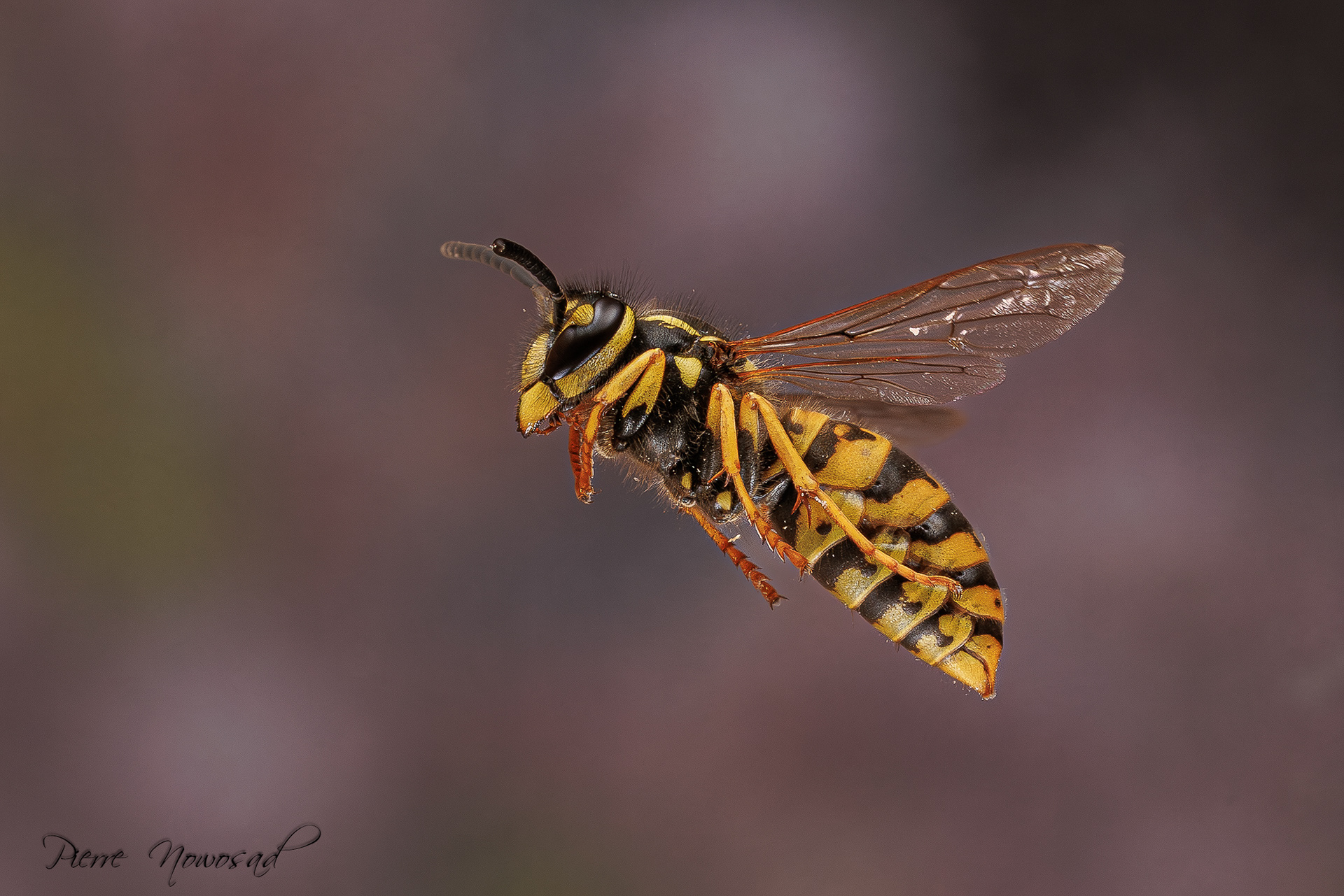 Duitse Wesp  (Vespula germanica)