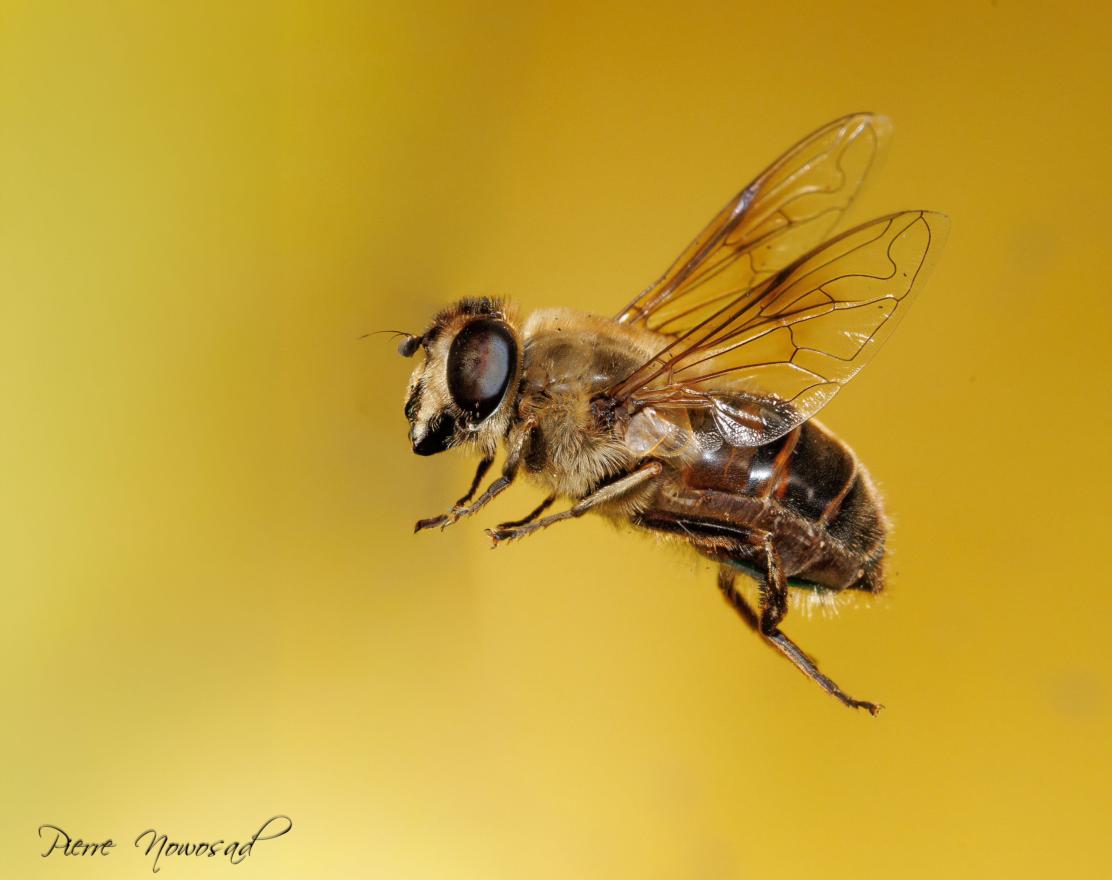 Blinde Bij (Eristalis tenax) 