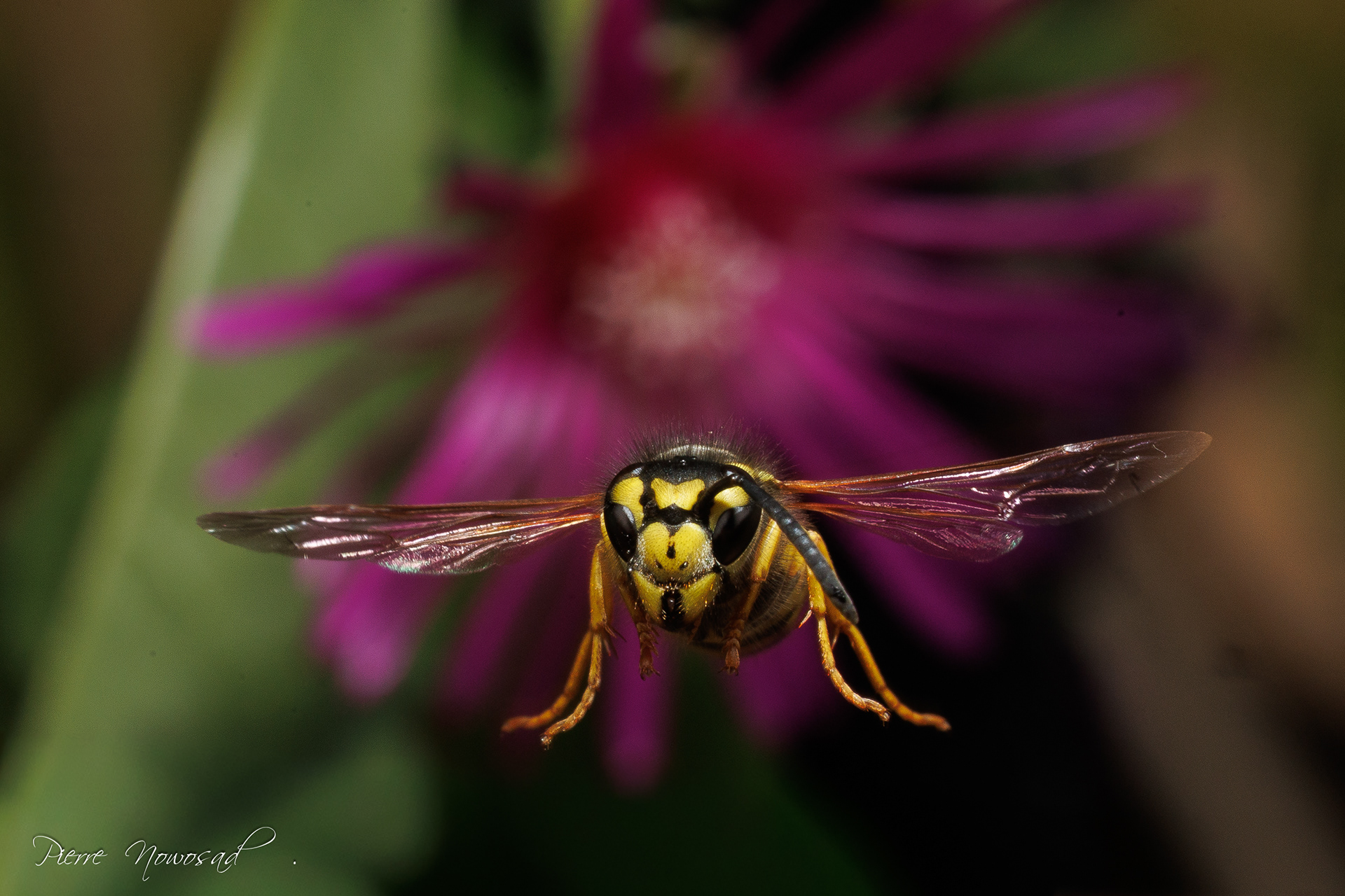 Duitse Wesp  (Vespula germanica)