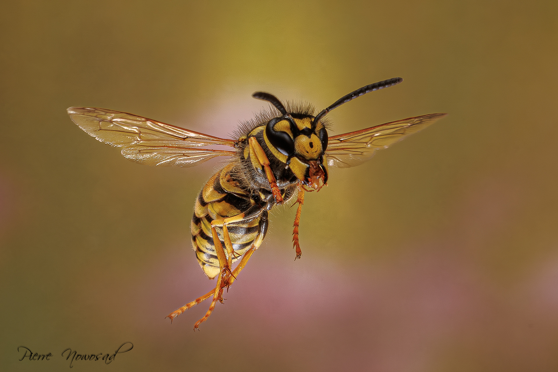Duitse Wesp  (Vespula germanica)