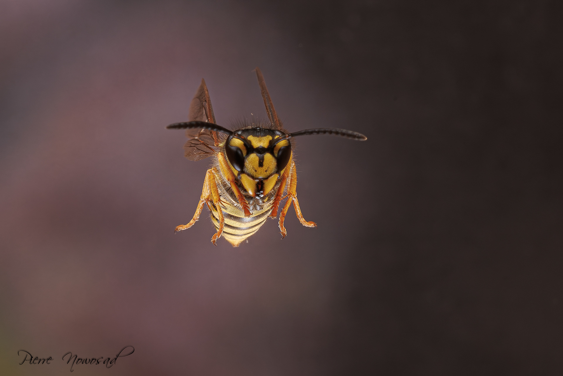 Duitse Wesp  (Vespula germanica)