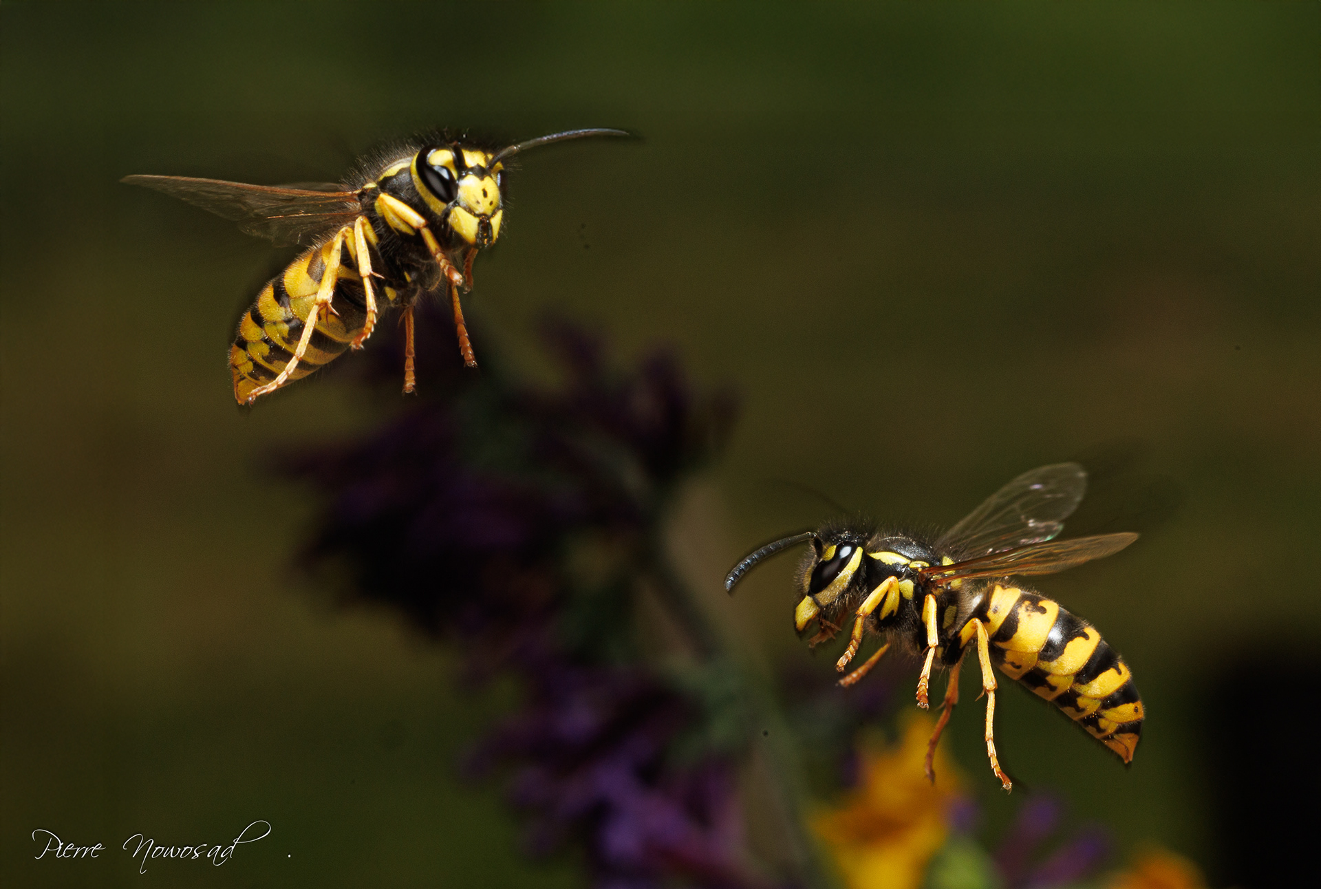 Duitse Wesp  (Vespula germanica)