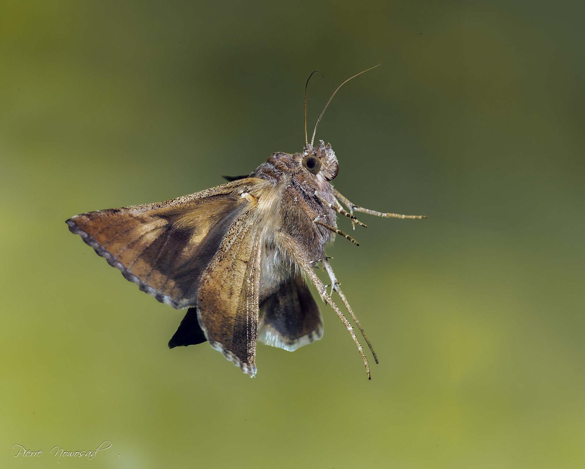  (Autographa gamma)