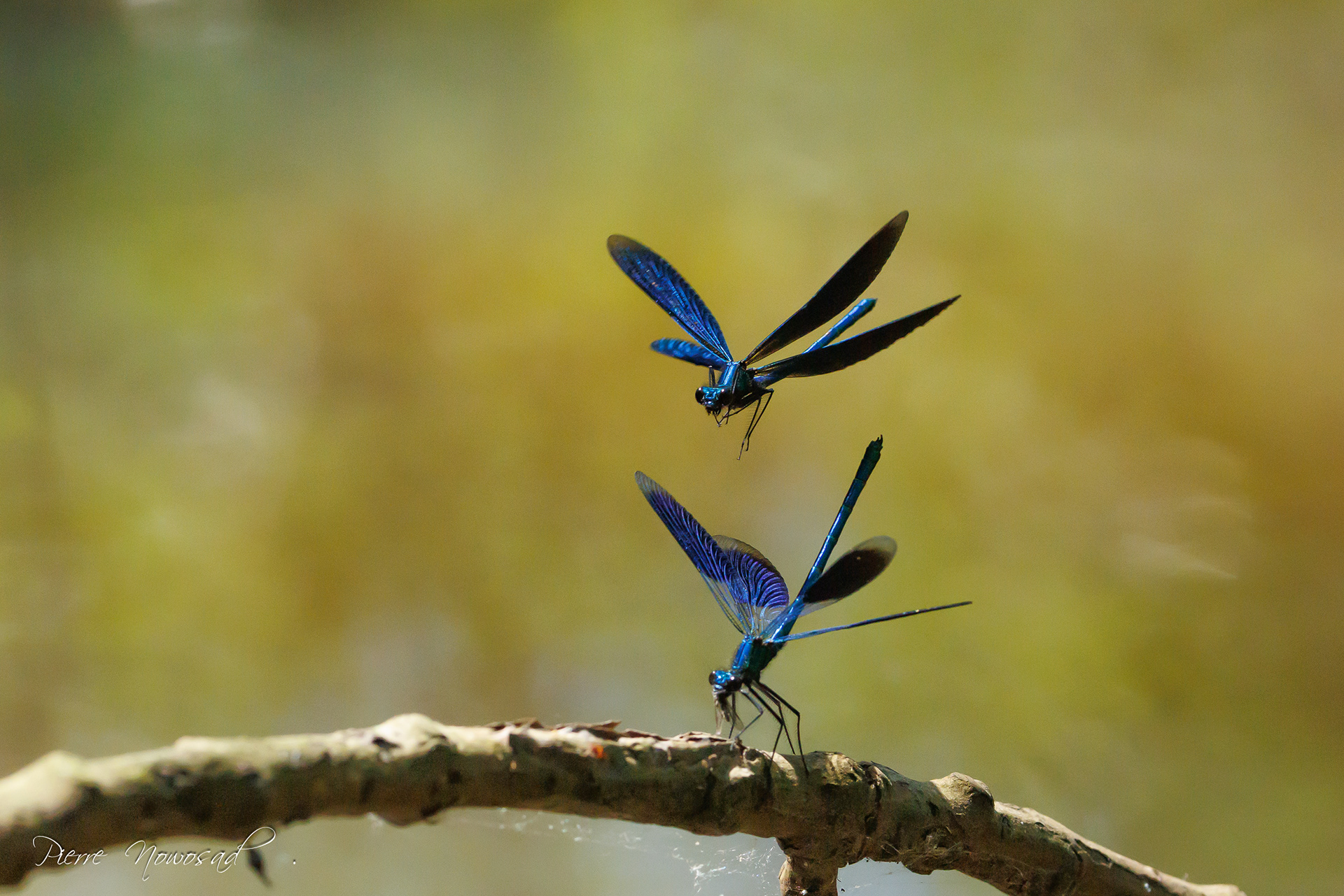 weidebeekjuffer (Calopteryx splendens)