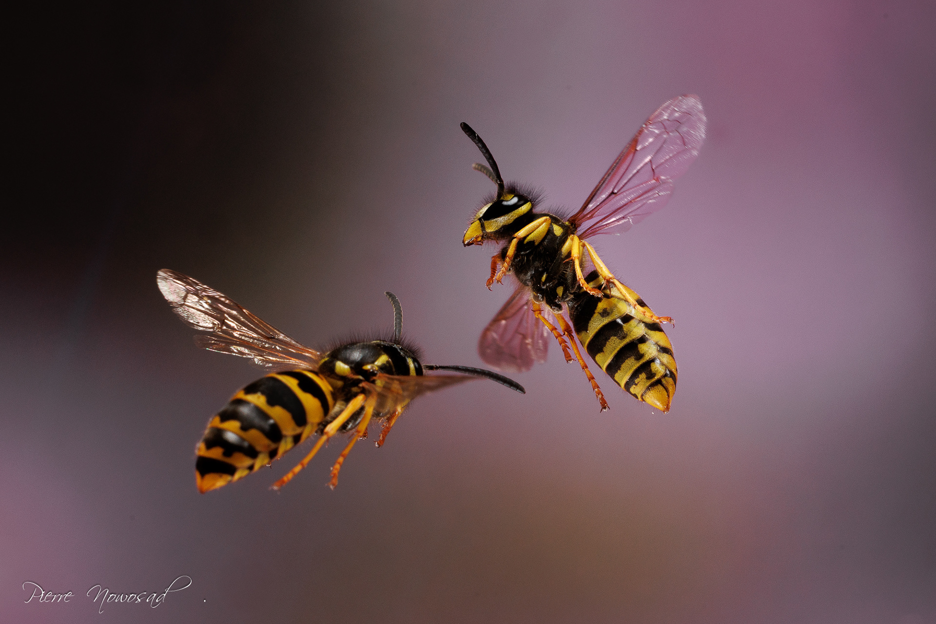 Duitse Wesp  (Vespula germanica)