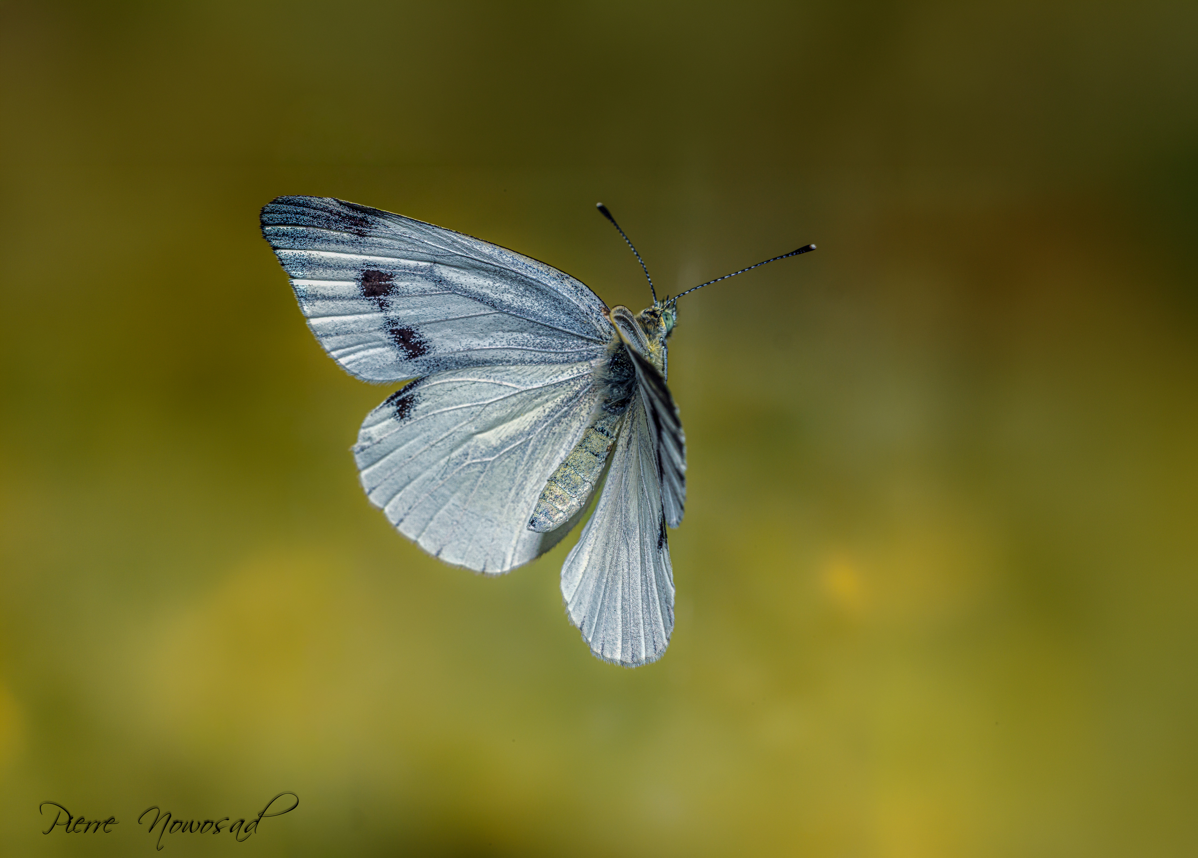 Klein koolwitje (Pieris rapae) – vrouwtje