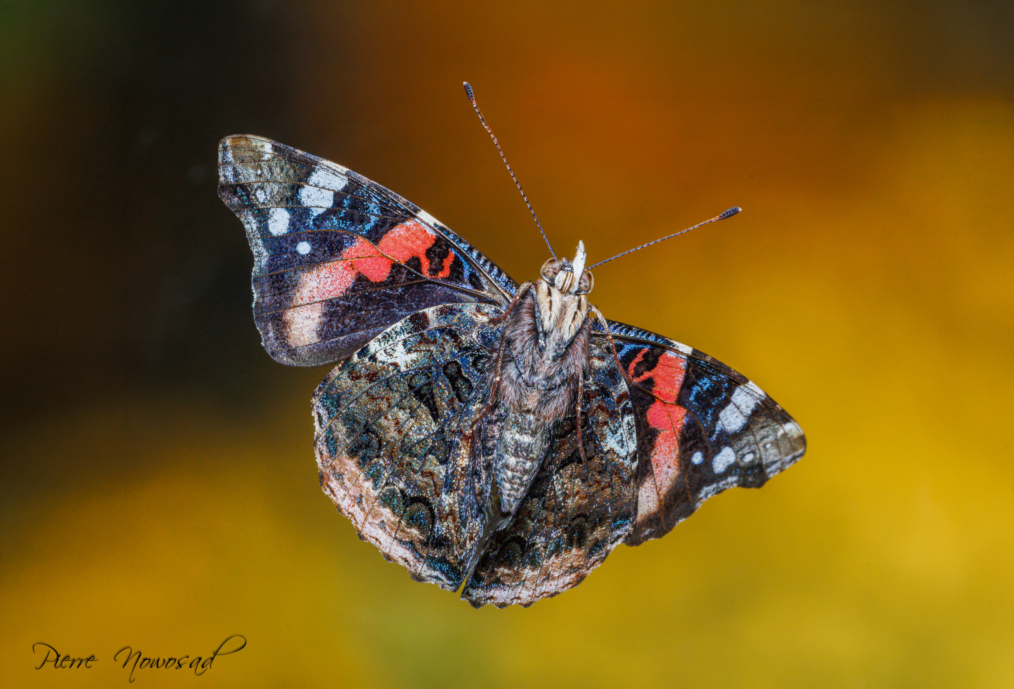 Vanessa Atalanta