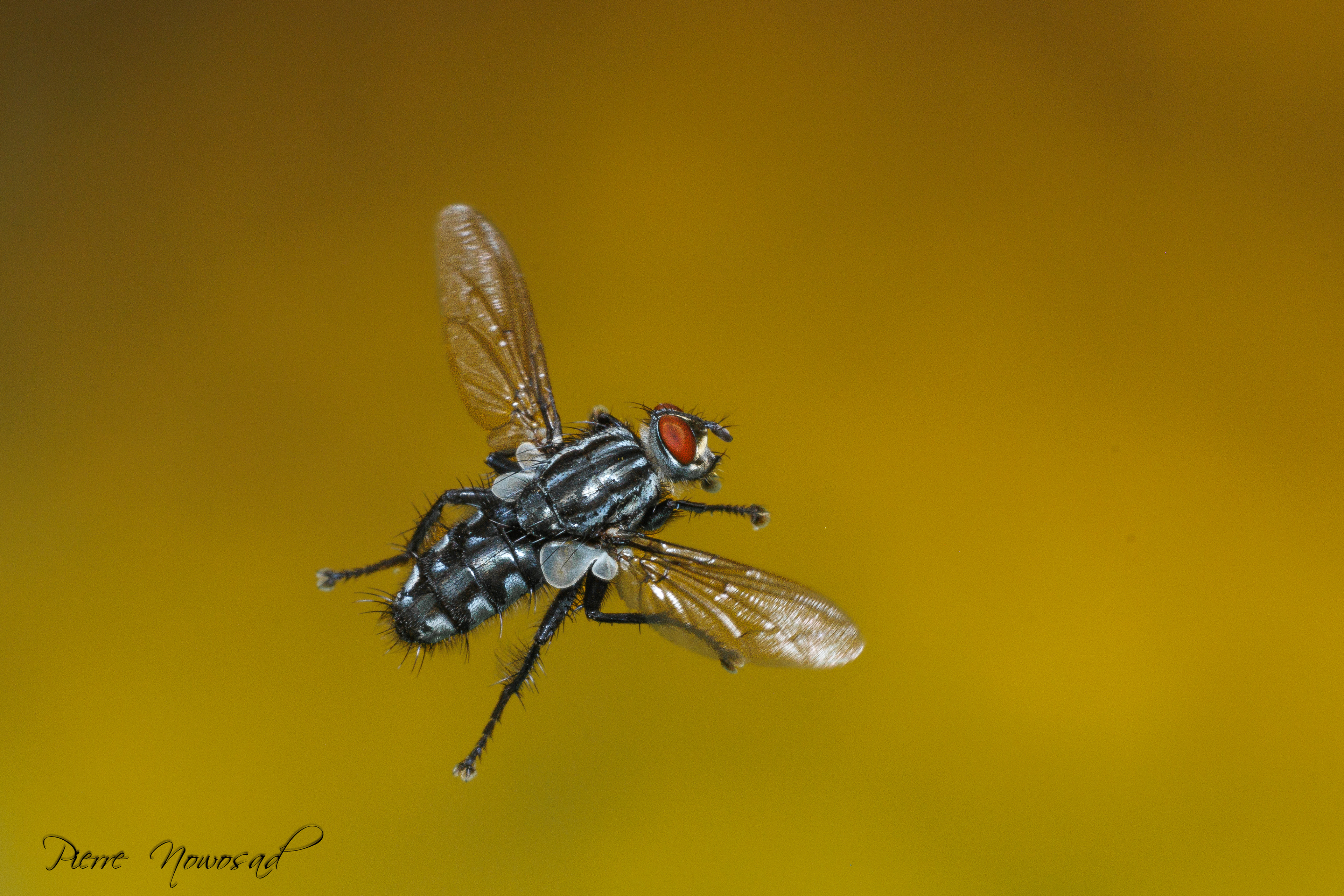 Dambordvlieg (Sarcophagidae)