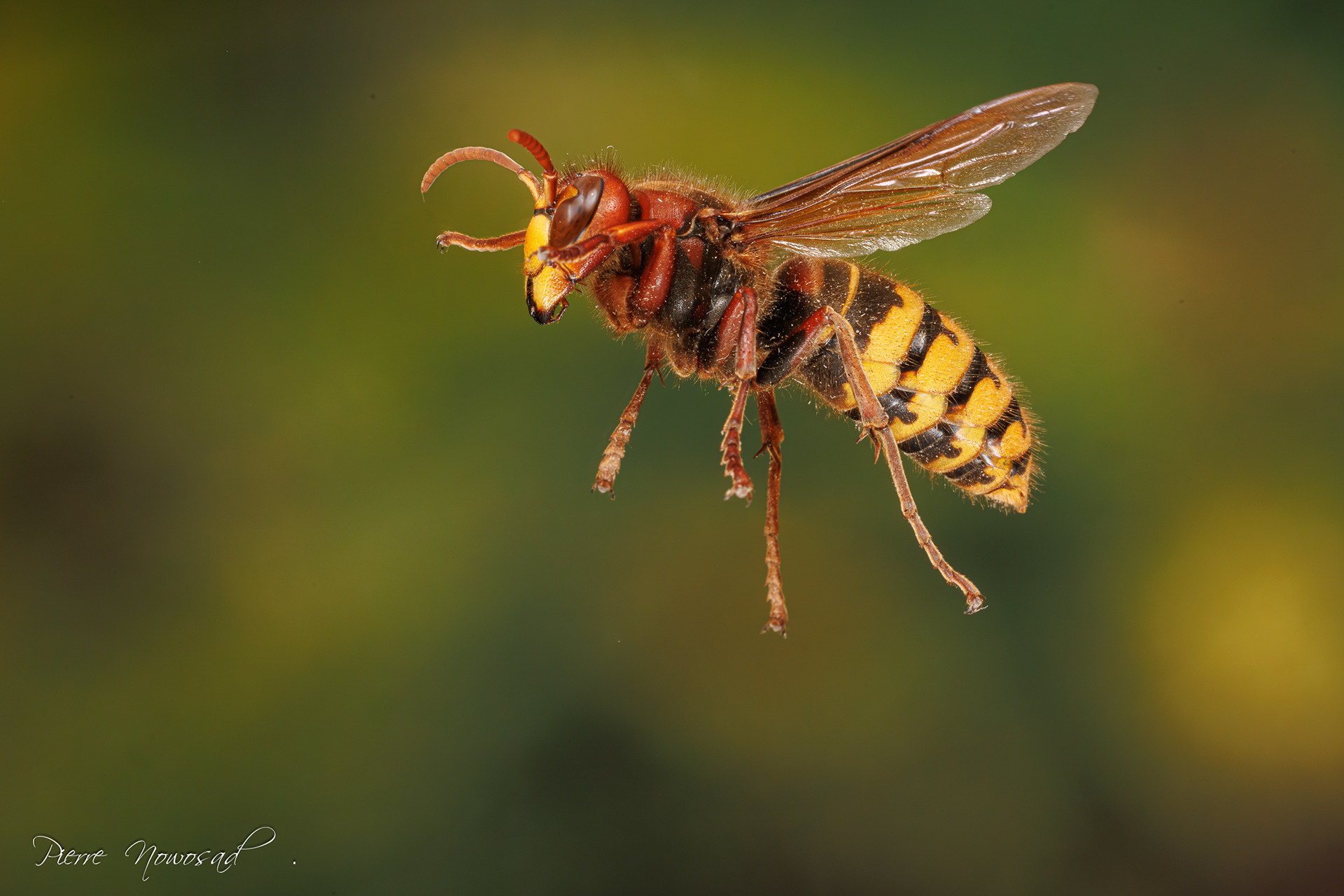 Aziatische Hoornaar  (Vespa velutina)