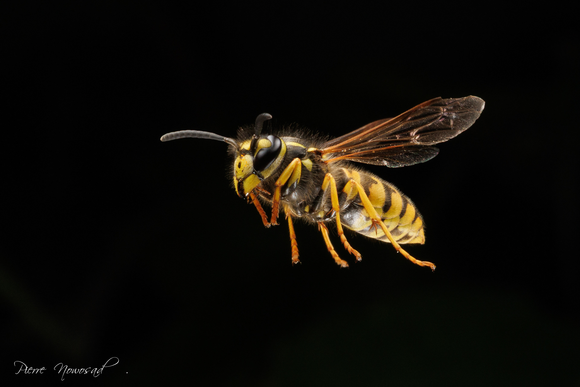 Duitse Wesp  (Vespula germanica)