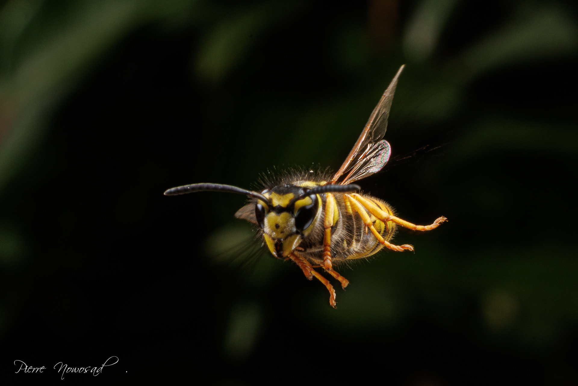 Duitse Wesp  (Vespula germanica)