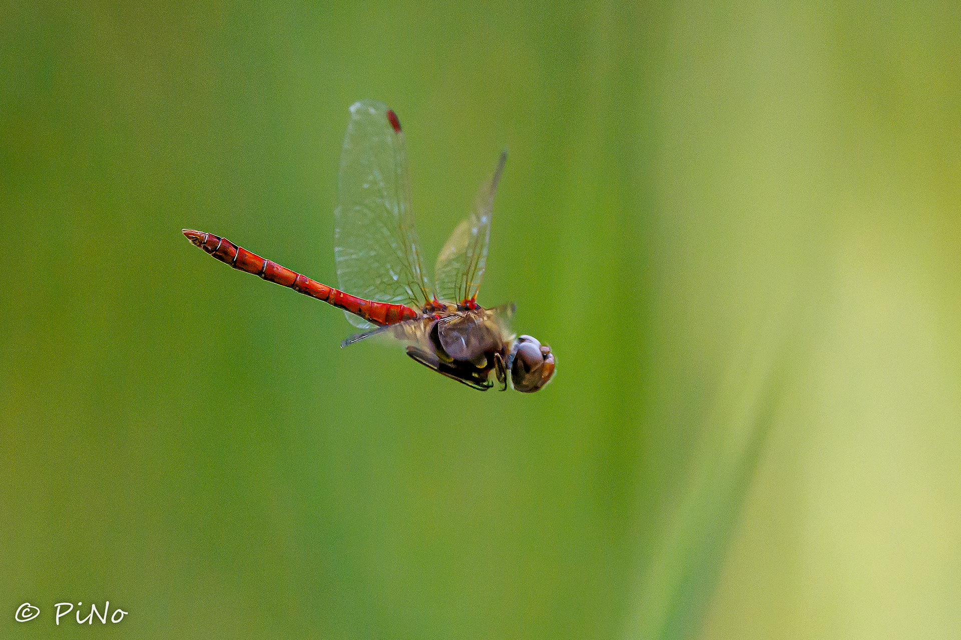 Bloedrode Heidelibel