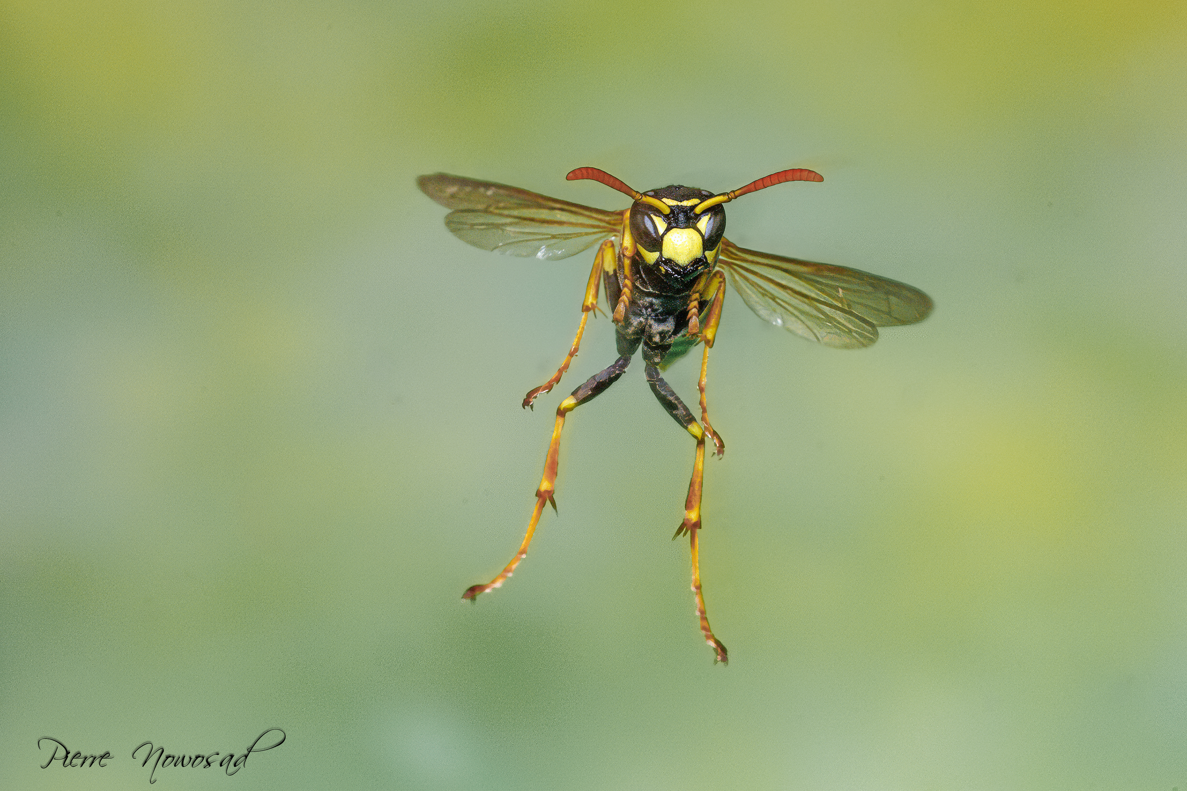 Franse Veldwesp(Polistes dominula)