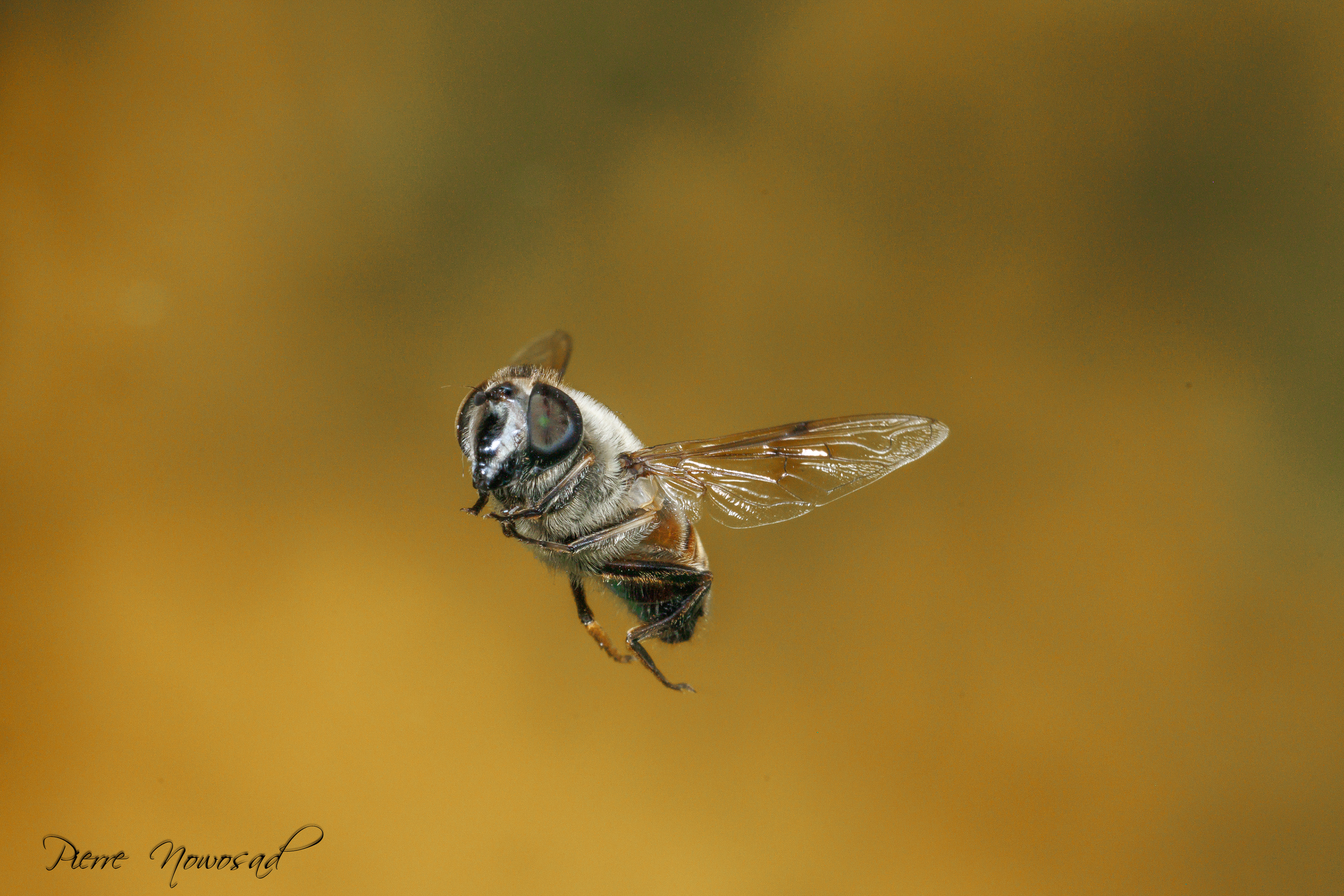 Blinde Bij (Eristalis tenax)
