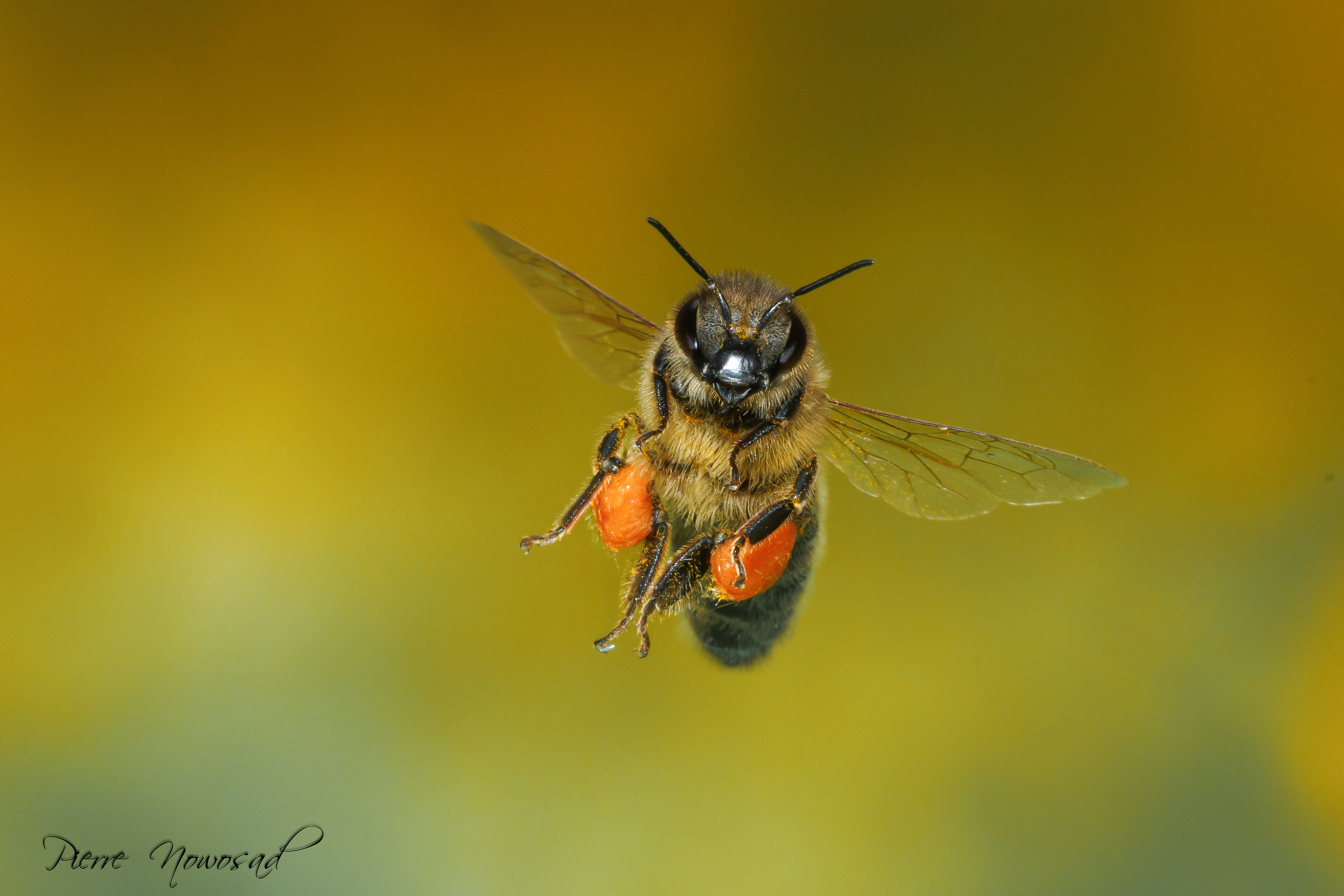 Honingbij(Apis mellifera)