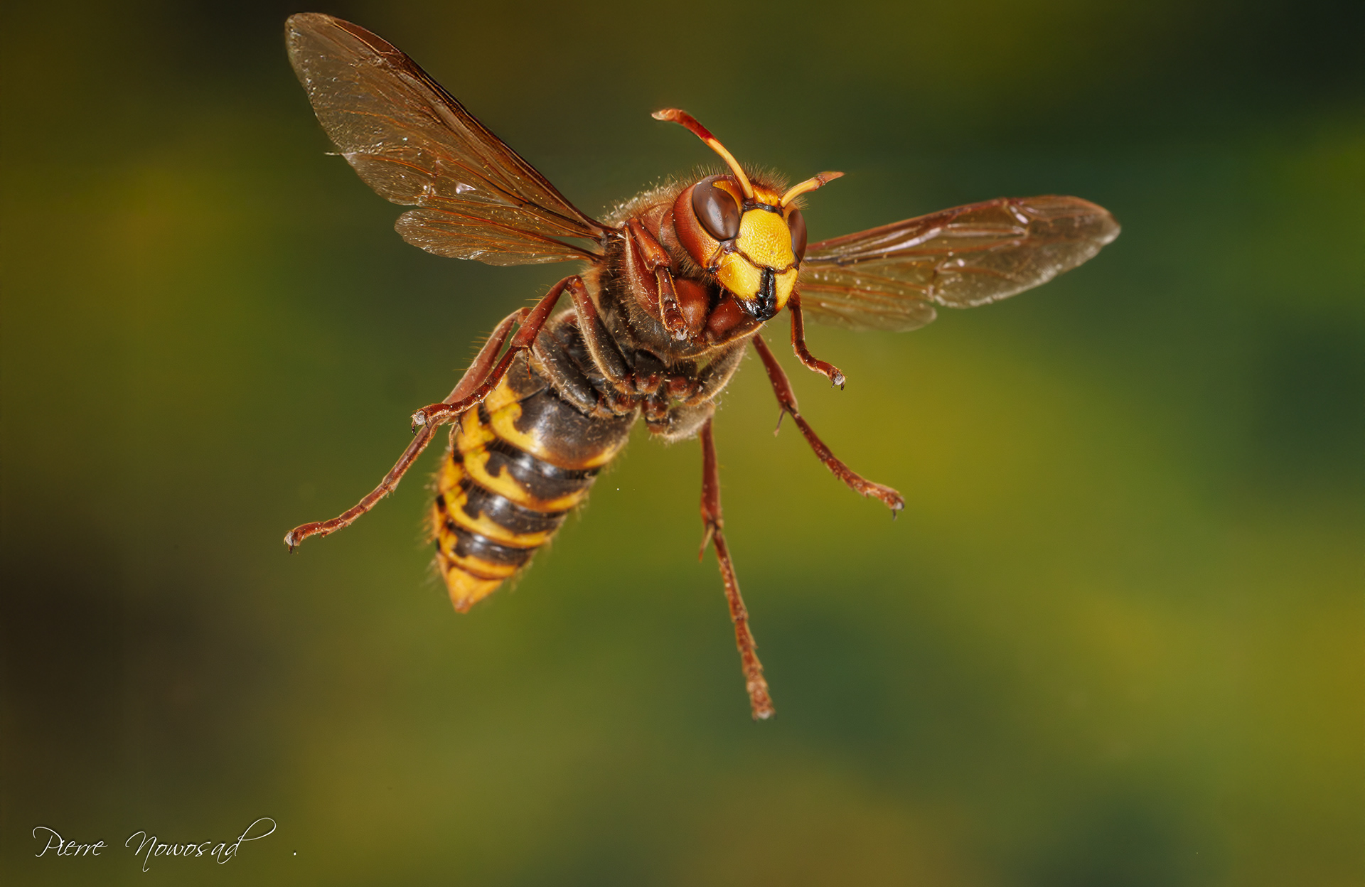 Aziatische Hoornaar  (Vespa velutina)
