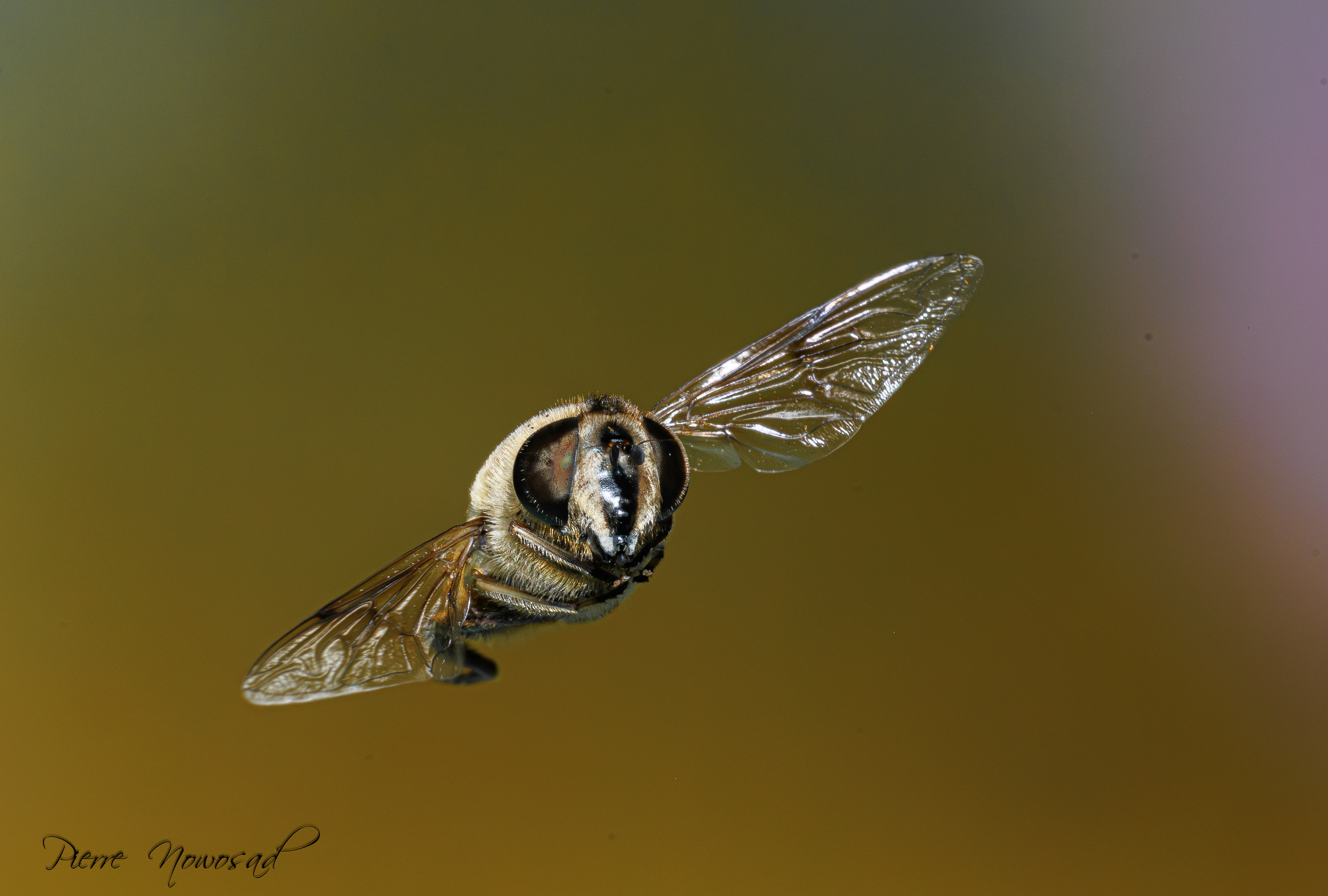 Blinde Bij (Eristalis tenax)
