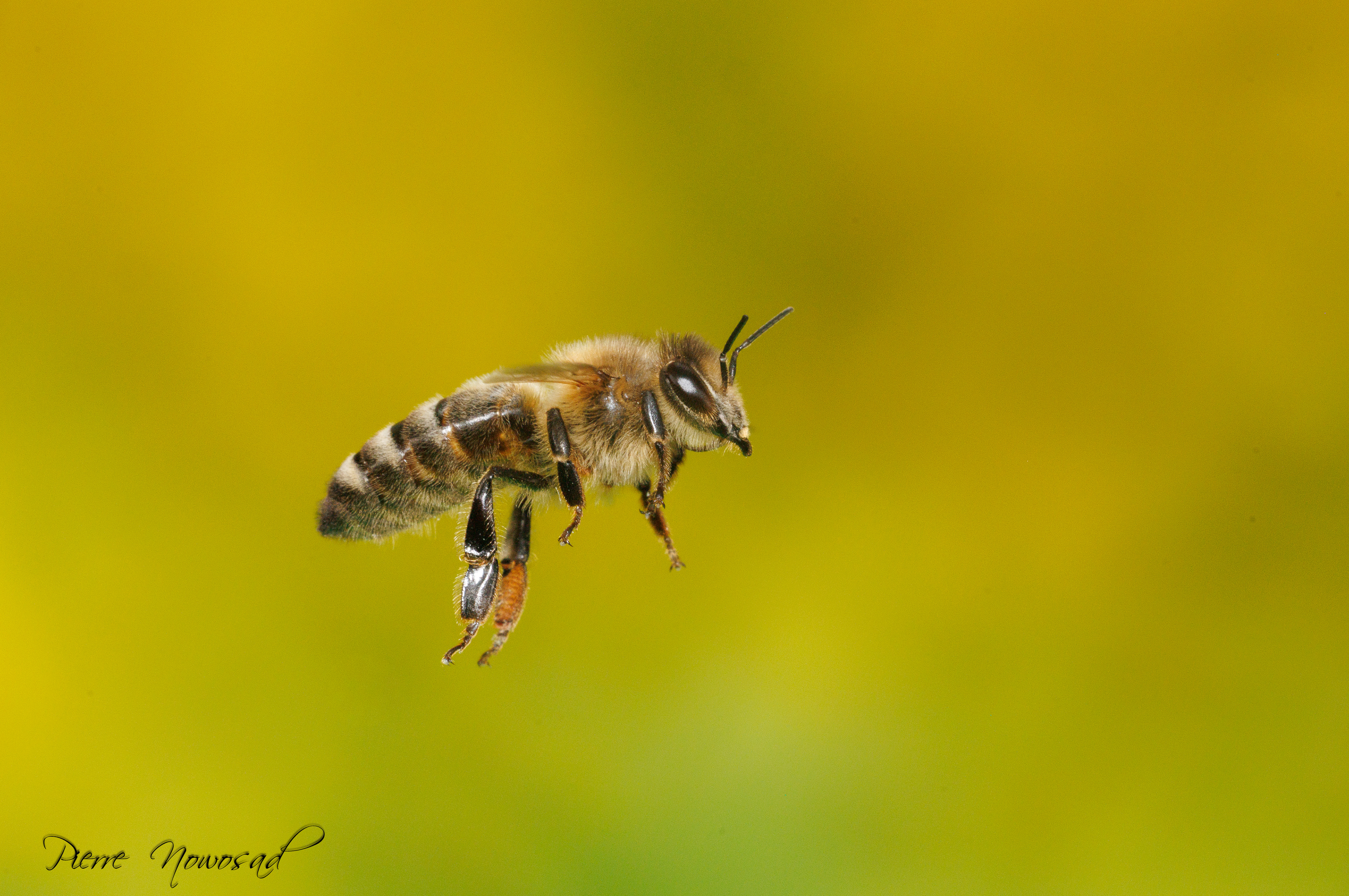 Honingbij(Apis mellifera)