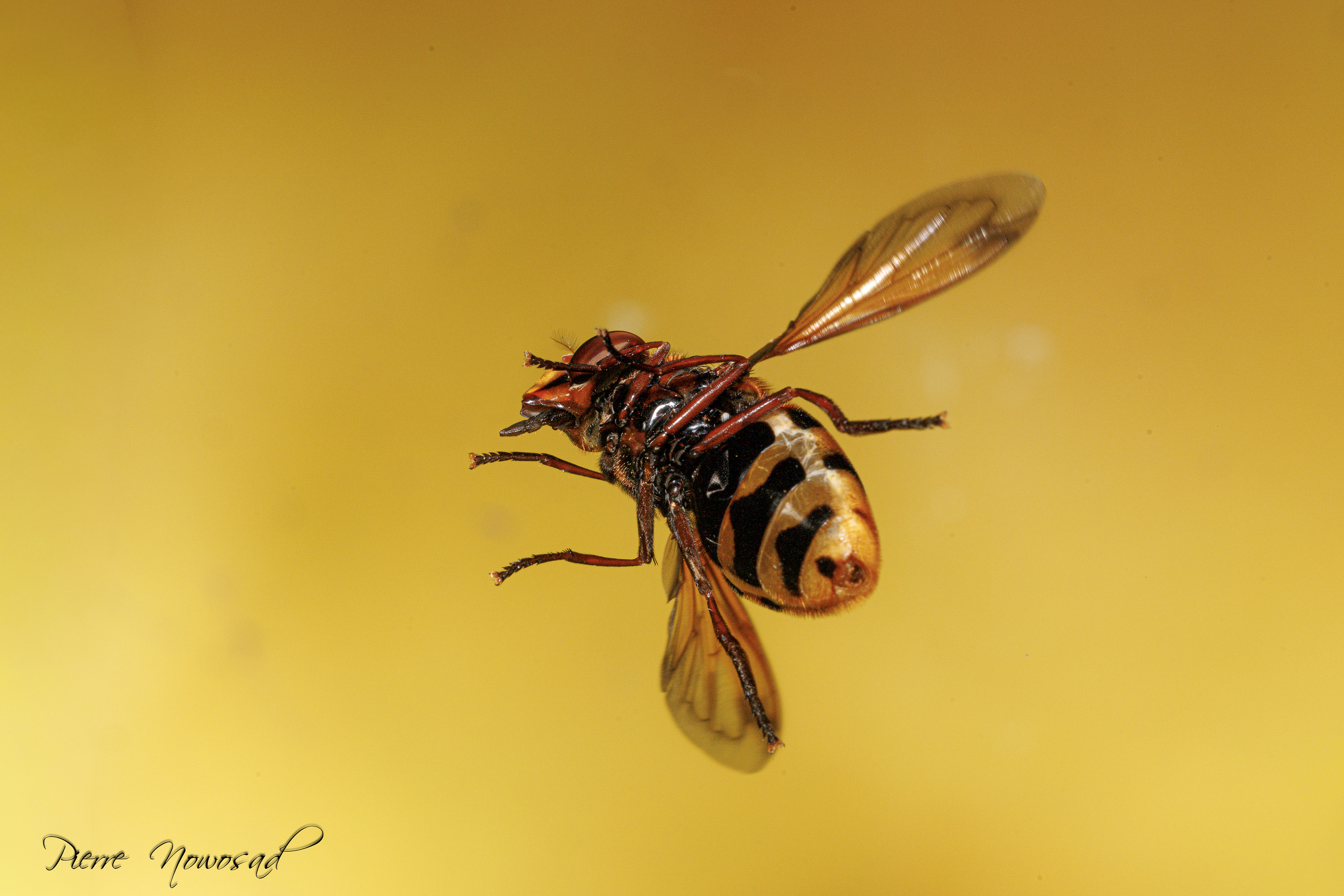 Blinde Bij (Eristalis tenax)