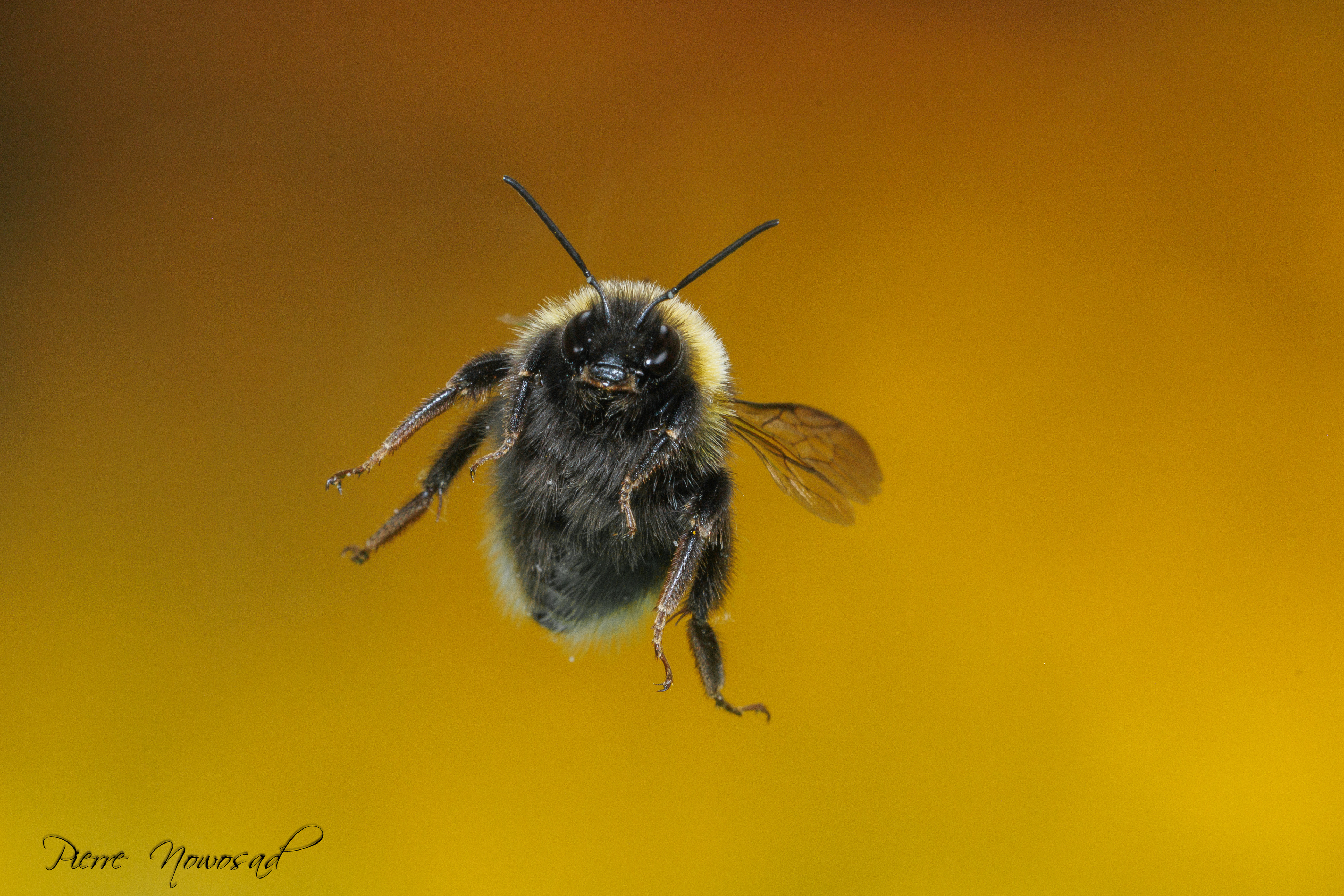 aardhommel