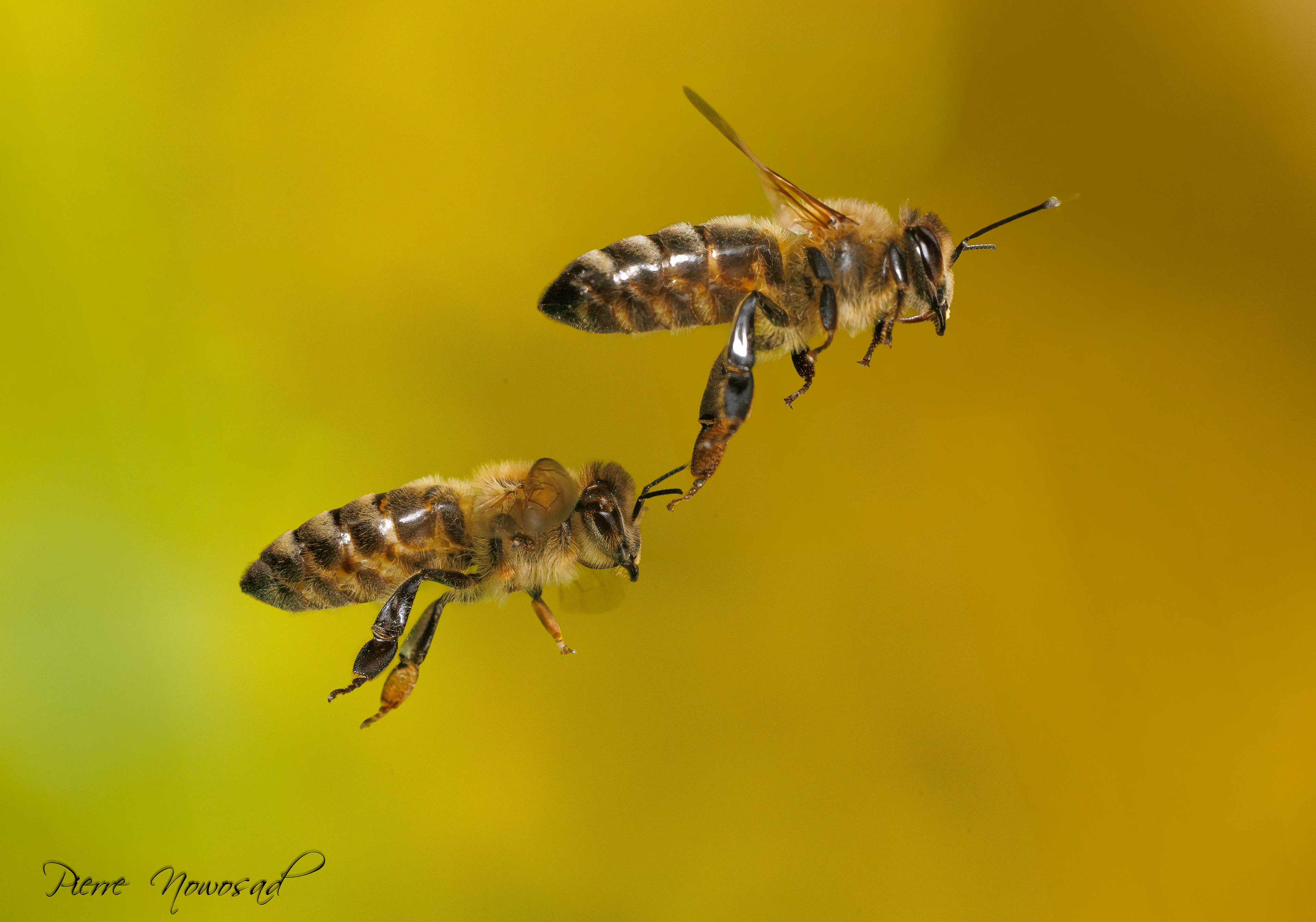 Honingbij(Apis mellifera)