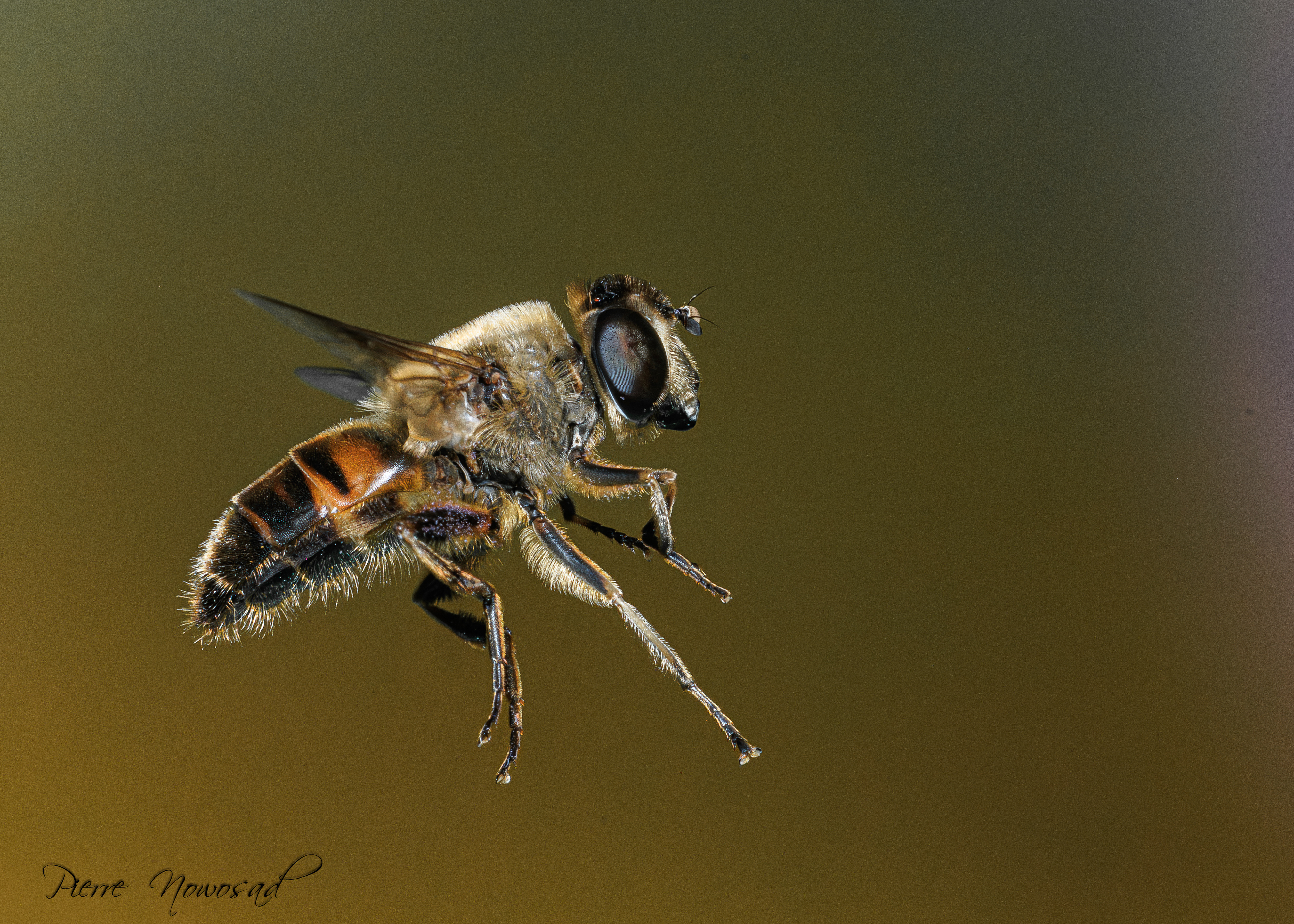 Blinde Bij (Eristalis tenax)