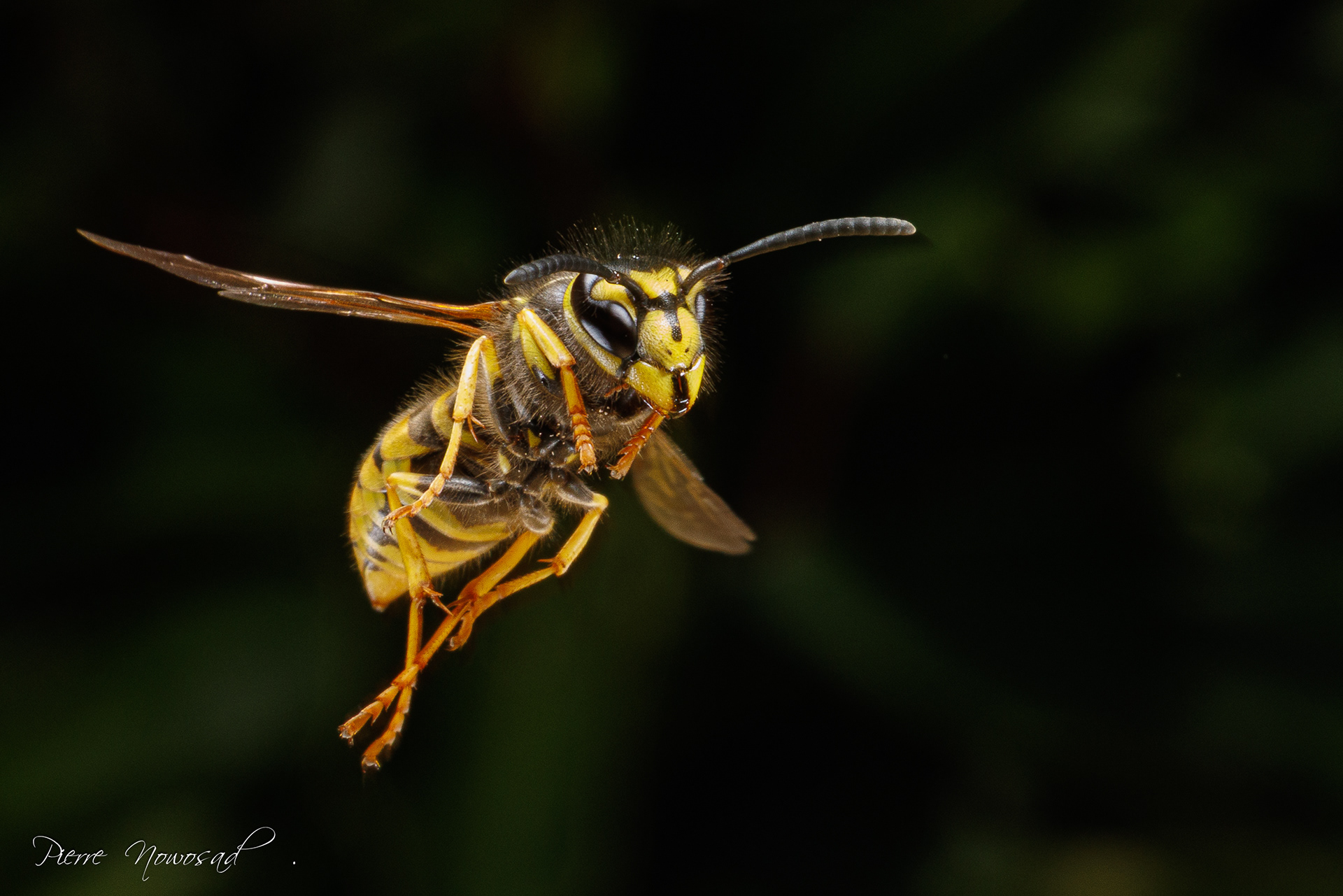 Duitse Wesp  (Vespula germanica)