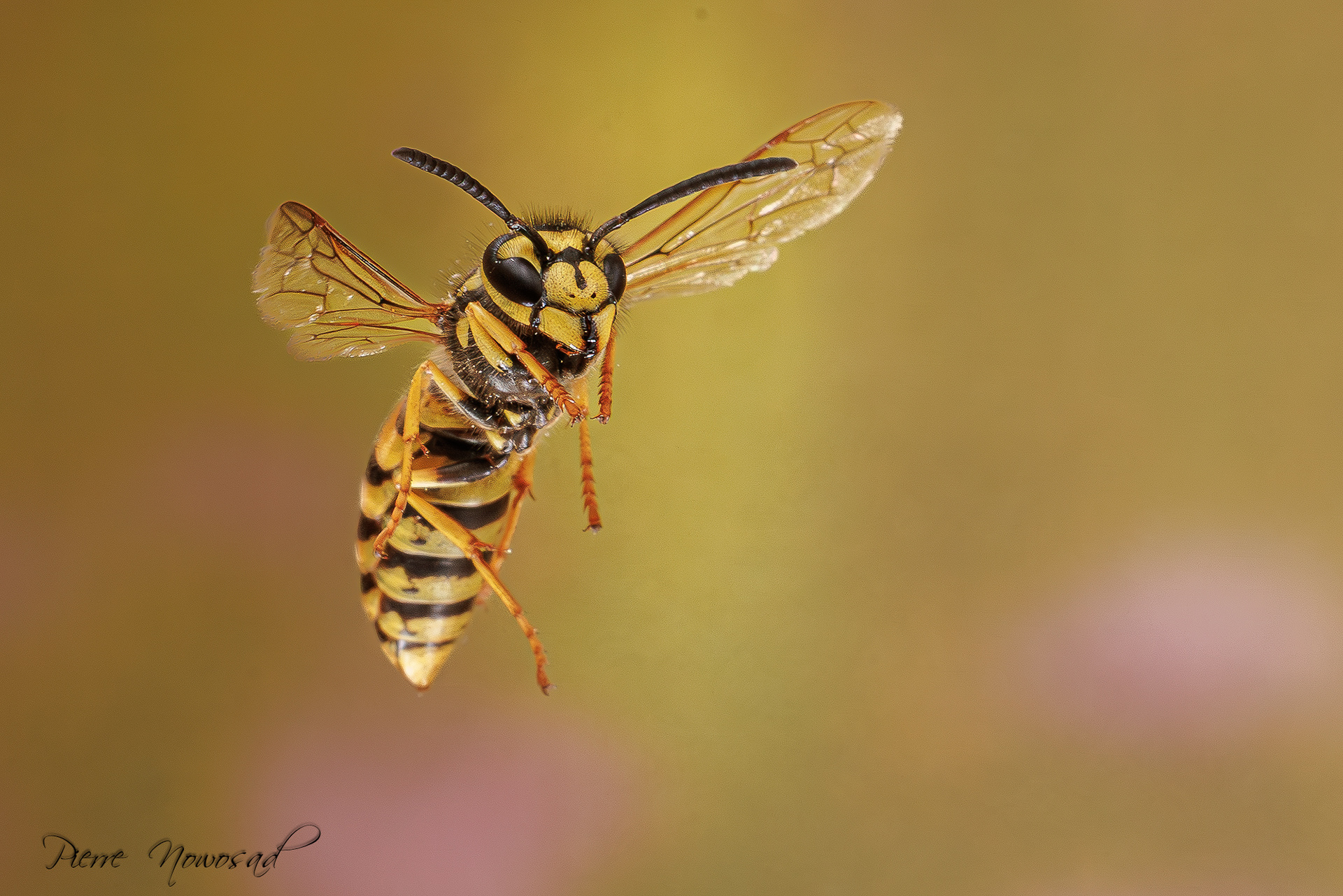 Duitse Wesp  (Vespula germanica)